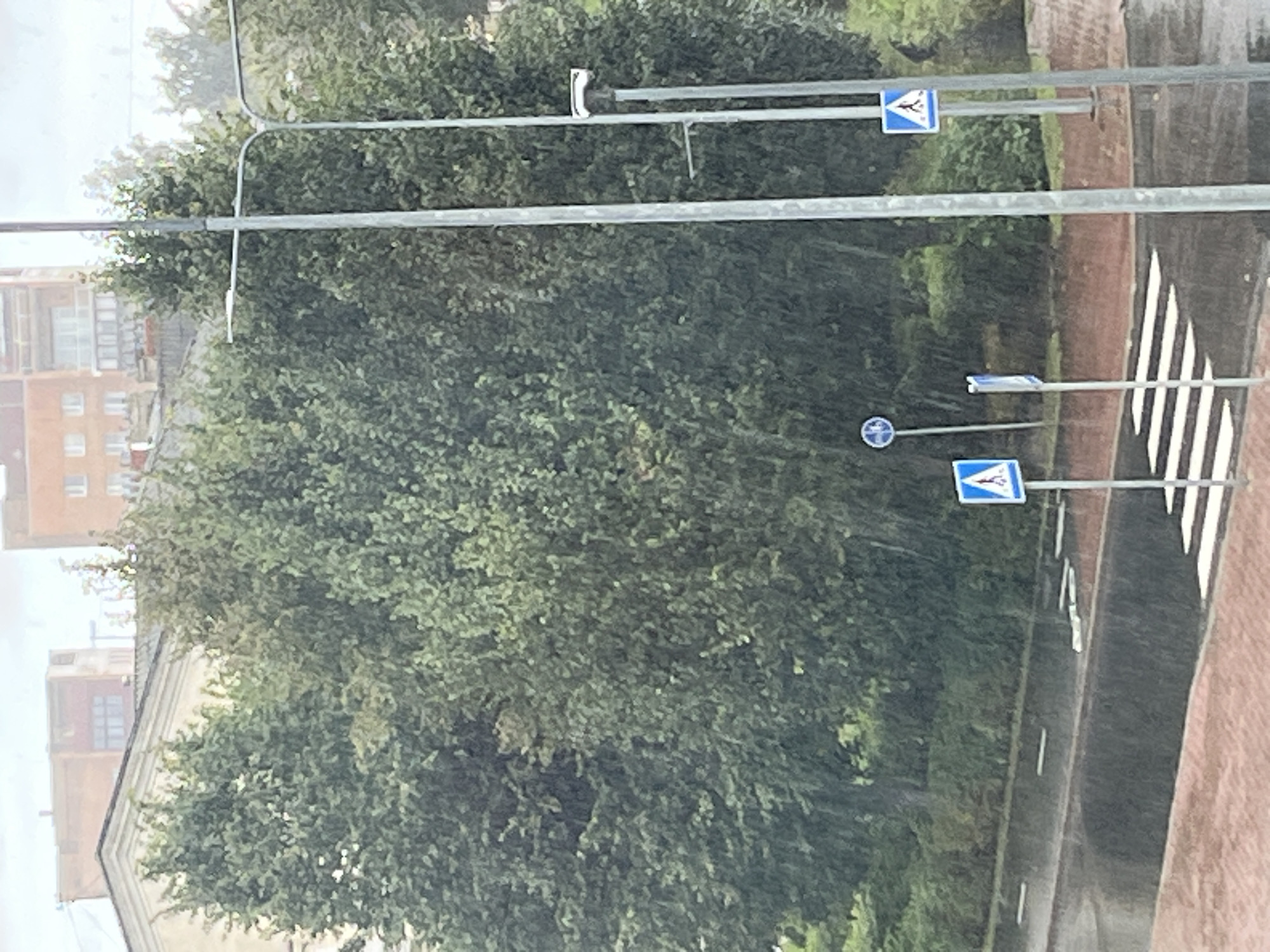The image depicts a pedestrian crossing on a wet asphalt road during a rain shower in Kohtla-Järve linn, Estonia. Several tall, mature trees with dense green foliage border the road. In the background, multi-story residential buildings are visible, their facades a muted brick color. A metal lamppost stands prominently in the foreground, and another thinner lamppost is situated slightly behind it. Two blue and white pedestrian crossing signs are placed near the road, one on the left and one on the right. The ground is paved with reddish-brown bricks on the right side of the image. The overall atmosphere suggests overcast weather, with visible streaks of rain falling across the scene. There are no people visible in the image.
