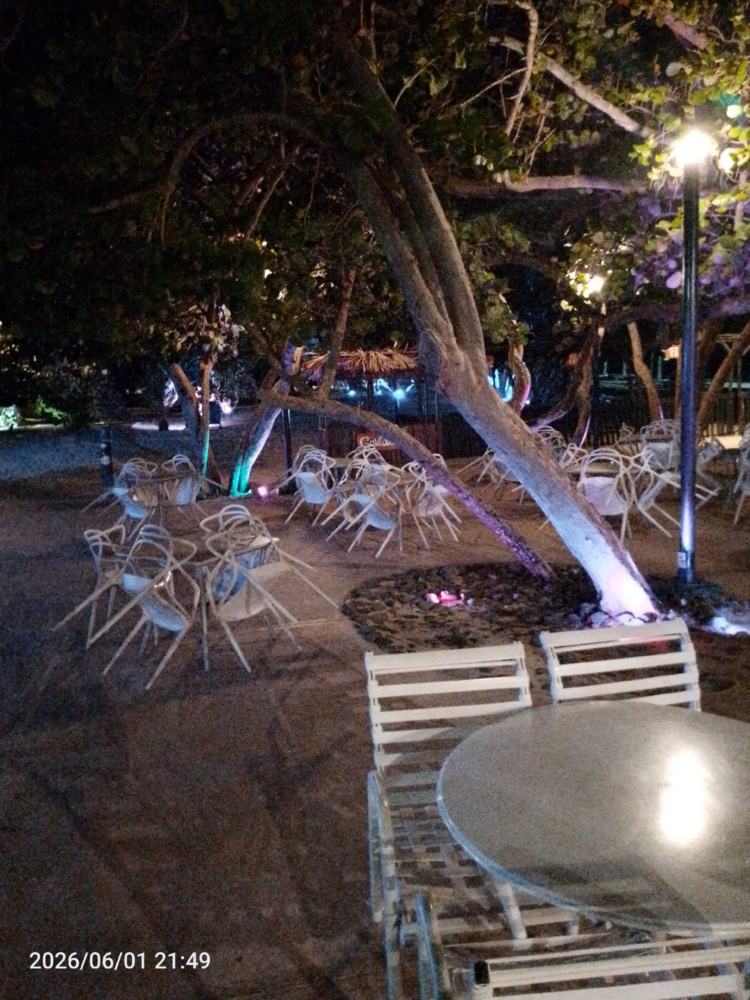 This nocturnal image displays an outdoor dining or lounge area, likely within a resort or restaurant setting in Pedro González, Venezuela. The scene is dominated by several large trees with gnarled trunks and leafy canopies, dramatically illuminated from below by colored lights. These lights cast blue, purple, and pink hues onto the tree trunks, creating an inviting, albeit deserted, ambiance. A bright street lamp on the right provides additional warm illumination to the area.
In the foreground, a round, reflective table is visible, flanked by two white slatted chairs, suggesting a seating arrangement ready for use. Further back, numerous white chairs are stacked or arranged around smaller tables on the dark, earthy ground. This arrangement, combined with the absence of people, indicates that the area is either closed for the night, being set up for an event, or captured during off-peak hours.
In the background, beneath the dense tree cover, glimpses of thatched-roof structures can be seen, hinting at kiosks or bar areas. A partial sign near one of these structures reads "Carlito." The ground appears to be a mix of dark soil and perhaps some scattered rocks around the tree bases. The timestamp "2026/06/01 21:49" in the bottom left confirms the late evening or nighttime setting. The overall impression is one of a tranquil and thoughtfully lit outdoor space, awaiting or having just concluded activity.