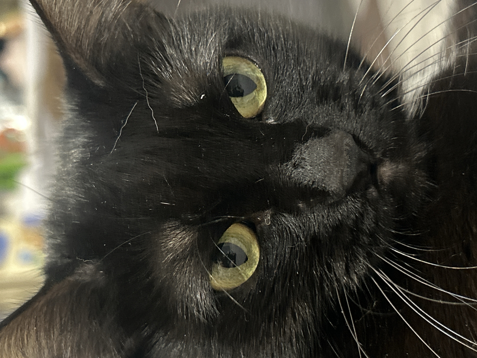 Close-up shot of a black cat's face, likely indoors due to the soft, diffused lighting. The cat is facing the camera, tilted. The cat has light green eyes. The cat has a black nose and white whiskers. No location of the city of Chaikovsky, Russia has been identified in the image.