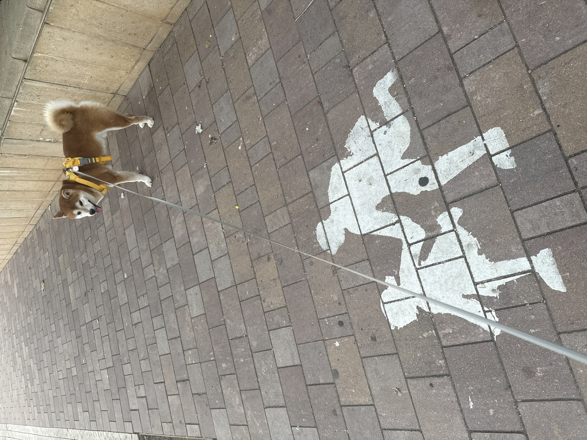 A medium-sized, russet-colored Shiba Inu dog wearing a yellow harness is on a leash, standing on a pedestrian sidewalk paved with rectangular bricks. The dog is facing left, with its tongue slightly out. In the foreground, painted in white on the bricks, are two stylized human figures, one adult and one child, in silhouette. The adult figure is bending over as if picking up after the dog, while the child figure stands beside them. The sidewalk is bordered by a textured wall on the right. The scene is set on a sidewalk in Raanana, Israel.