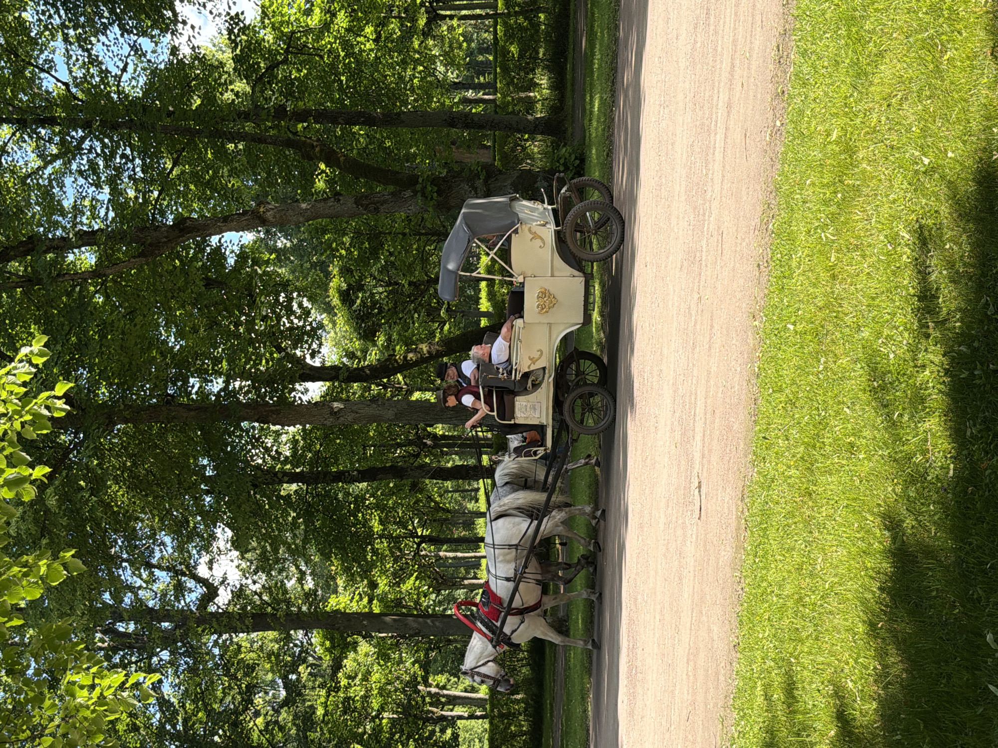 An outdoor, eye-level, medium shot captures a horse-drawn carriage tour in progress on a sun-dappled, graveled path. Two white horses, harnessed together, pull a cream-colored carriage with a black canopy. A driver in a white vest and dark hat sits at the front of the carriage, while two passengers, a man and a woman, are seated behind. The man wears a white t-shirt, and the woman, in the back, is mostly obscured. The carriage features ornate gold detailing on its sides. Lush green grass borders the path, and mature trees with dense foliage form a natural backdrop, suggesting a park or estate setting. The lighting indicates it's daytime with a bright, clear sky peeking through the tree canopy.