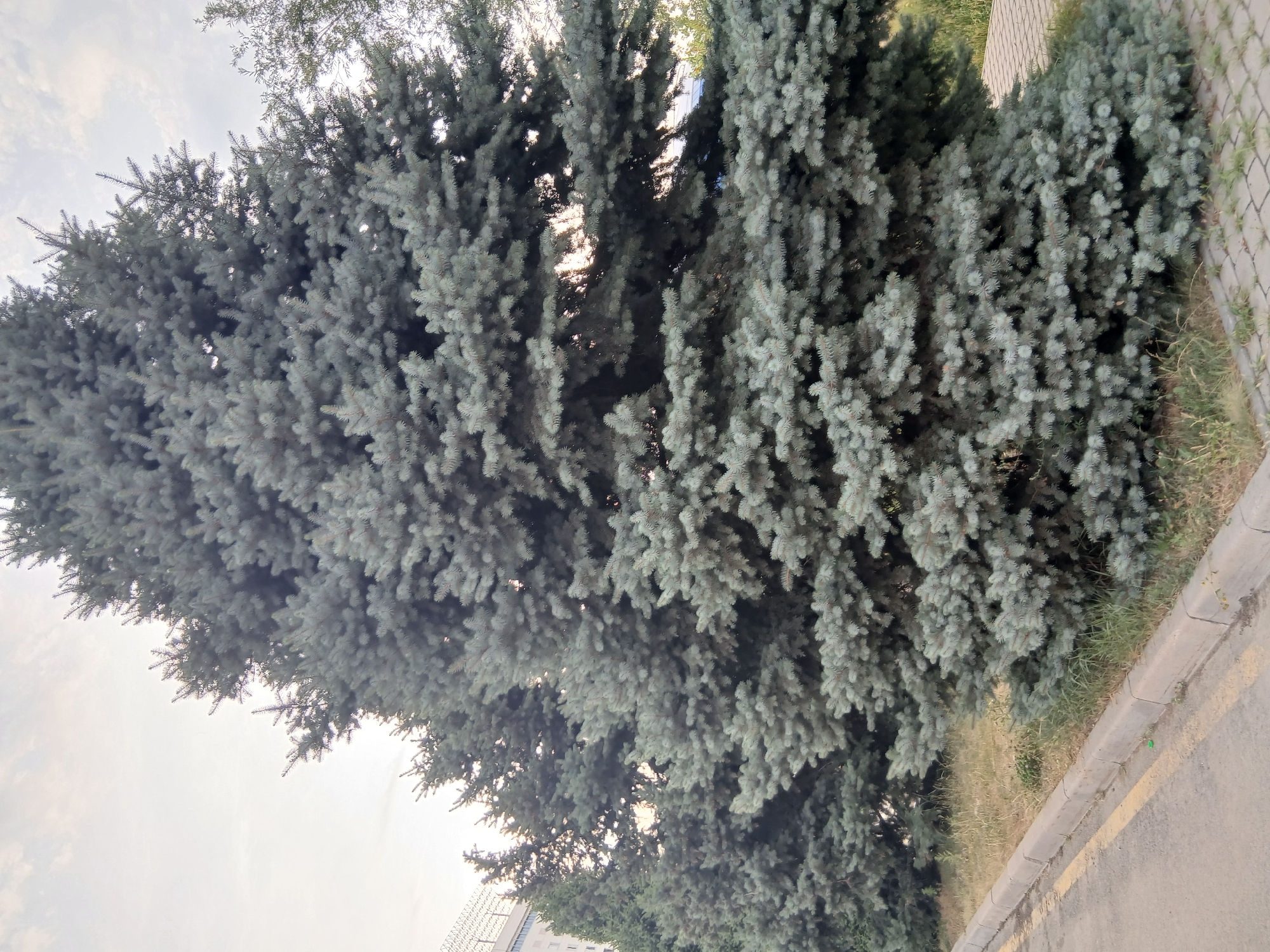 The image shows a close-up of several large evergreen trees with blue-green needles, likely Colorado Blue Spruce, lining a sidewalk and a street. The trees are dense and full, with sunlight filtering through the branches in some areas. In the background, a modern building with a fence on top is partially visible. The ground is a mix of asphalt, a concrete curb with yellow markings, and patchy dry grass. The sky above is overcast with a pale, diffused light. The scene appears to be an urban or suburban environment, possibly a park, a street median, or the grounds of an institution.