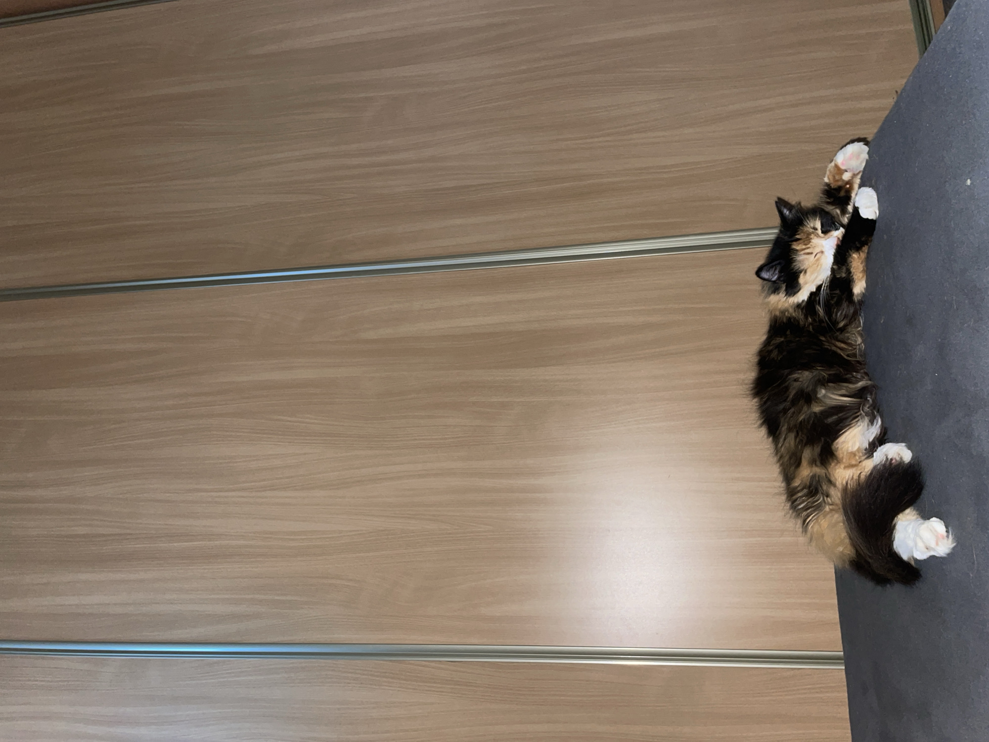 A calico cat is sleeping on a dark gray surface. The cat has patches of black, orange, and white fur. Its eyes are closed and it appears to be resting comfortably. The background is a wall with a wood grain pattern. The lighting suggests it is indoors, possibly in an apartment or house. There are no people or other animals visible in the image. The scene is calm and peaceful.