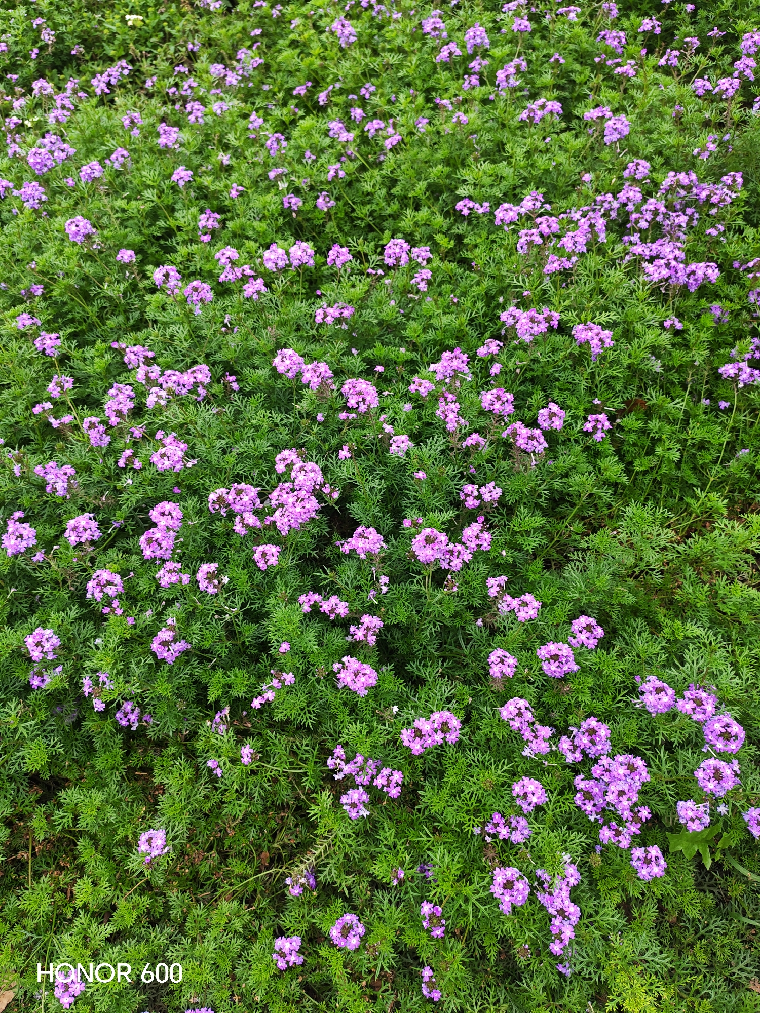 An overhead shot captures a dense field of small, vibrant purple flowers amidst lush green foliage. The flowers are clustered on thin stems, creating a textured carpet across the frame. The green leaves are finely cut and feathery, providing a soft backdrop to the blooms. In the bottom left corner, the text "HONOR 600" is overlaid on the image. The scene appears to be an outdoor garden or natural area, possibly in Ussurijsk, Russia, given the provided context. There are no people or discernible man-made structures visible in the frame.