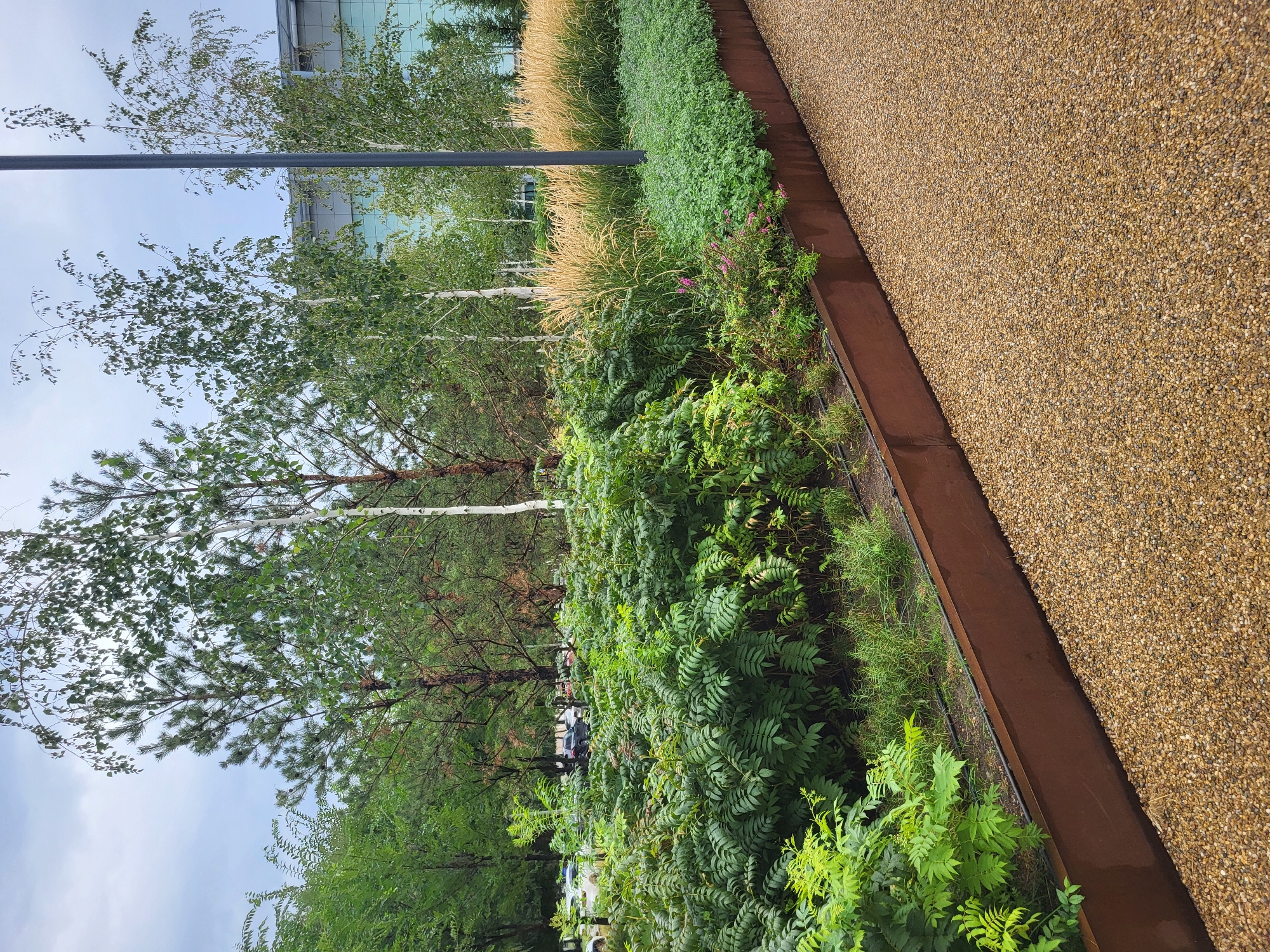 The image depicts a contemporary landscape design in Astana, Kazakhstan, featuring a gravel pathway leading along a raised garden bed. The garden bed is bordered by a weathered corten steel edging and contains a variety of plants, including lush green shrubs, ornamental grasses with golden plumes, and low-lying ground cover. In the background, several birch and pine trees are visible, with a modern building constructed of glass and metal rising behind them. The sky is overcast. The scene appears to be a public space or the grounds of a commercial building, with cars parked in the distance. There are no people visible in the image.