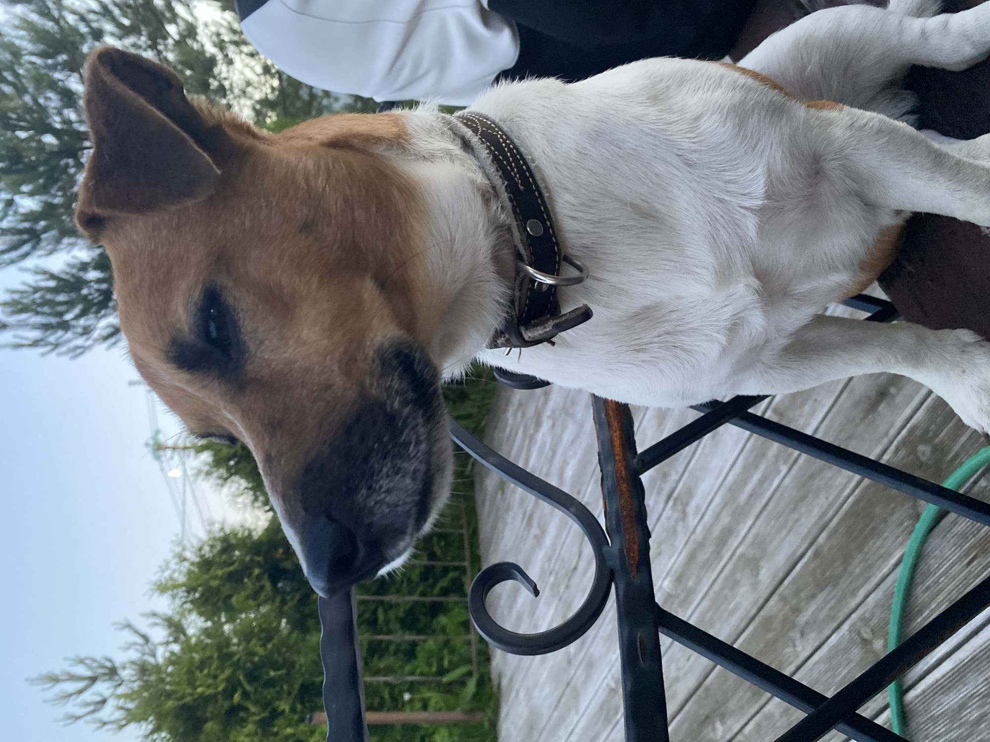 A jack russell terrier dog with brown and white fur sits on a wooden deck. The dog is facing to the left, with its head slightly lowered. The dog wears a dark brown collar with studs and a metal ring. In the background, green trees and a blue sky are visible. A black metal railing with ornate scrollwork is in the foreground. The image was taken in Bol'shoe Zaborod'e, Russia.