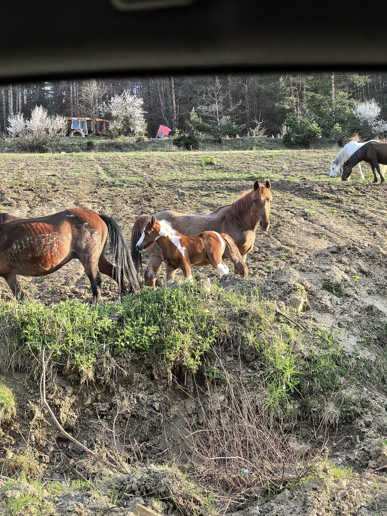 The image depicts a rural scene, likely taken from inside a vehicle due to the presence of a dark frame at the top. In the foreground, there are at least four horses of various colors and sizes, including a foal. They appear to be grazing or standing on a dirt field with patches of grass. The ground is uneven, with a small grassy slope or bank in the lower part of the frame. In the background, there is a line of trees bordering the field, with some blossoming trees and what appears to be farm equipment, possibly tractors, partially obscured by the trees. The location is Unknown, Unknown.