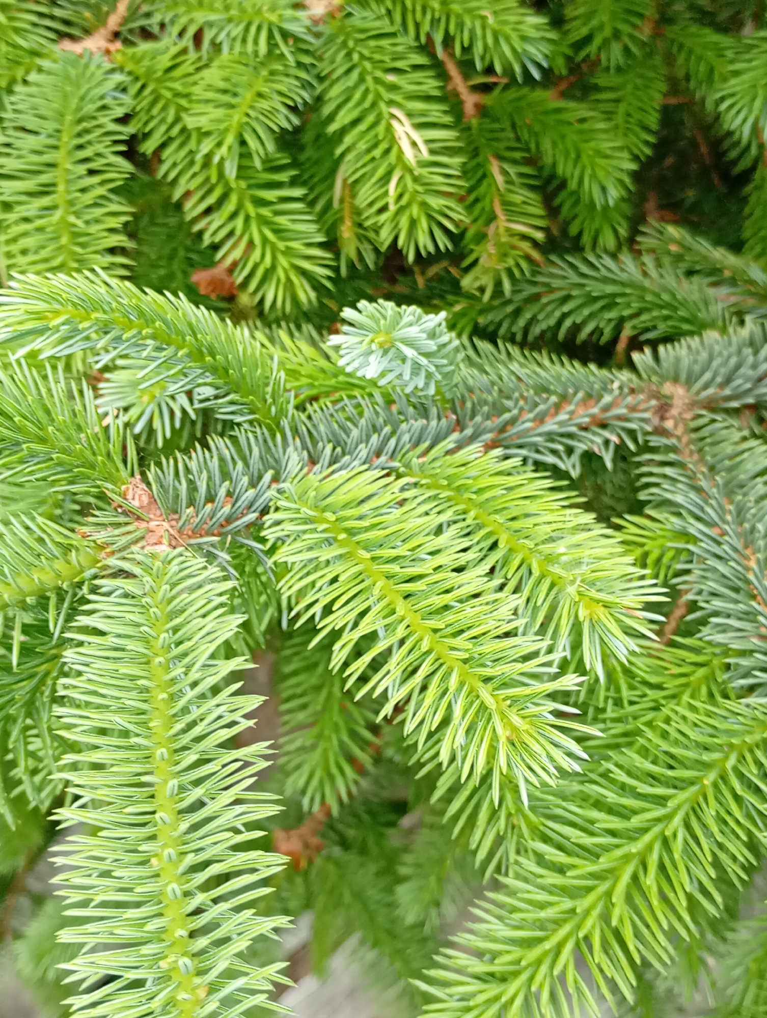 A close-up, eye-level shot displays the dense, green needles of an evergreen tree, likely a spruce or fir. The needles are sharp and pointed, radiating from brown branches. Some needles are a brighter, lime green, suggesting new growth, while others are a deeper, more mature green, with a slight blueish tint in places. The background is a blur of more green foliage, with hints of brown from the branches and possibly some dried needles or small cones. The lighting is even, with no harsh shadows, indicating an overcast day or shade. The image appears to be taken outdoors, in a natural setting, with no man-made structures or people visible. The context is a close-up study of the texture and color of evergreen foliage, emphasizing the intricate details of the needles and their arrangement on the branches.