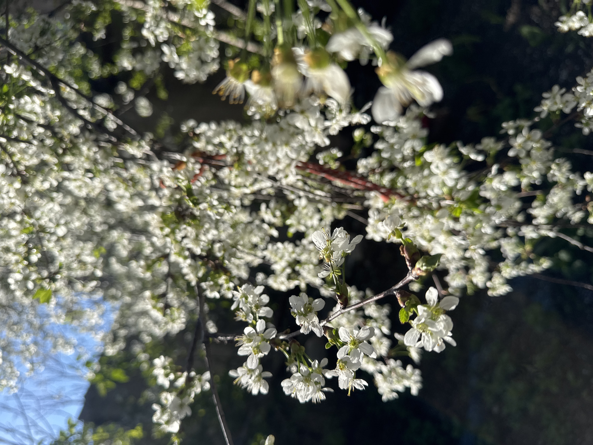 The image shows a tree in full bloom with white flowers, possibly cherry blossoms. The branches fill most of the frame, with the blossoms densely packed. The background is dark and out of focus, suggesting a shaded area. In the lower left corner, a patch of blue sky is visible through the branches. The light indicates a sunny day, despite the overall shadowy feel of the scene. Without further information, pinpointing the exact location in Sofia, Bulgaria, is impossible.