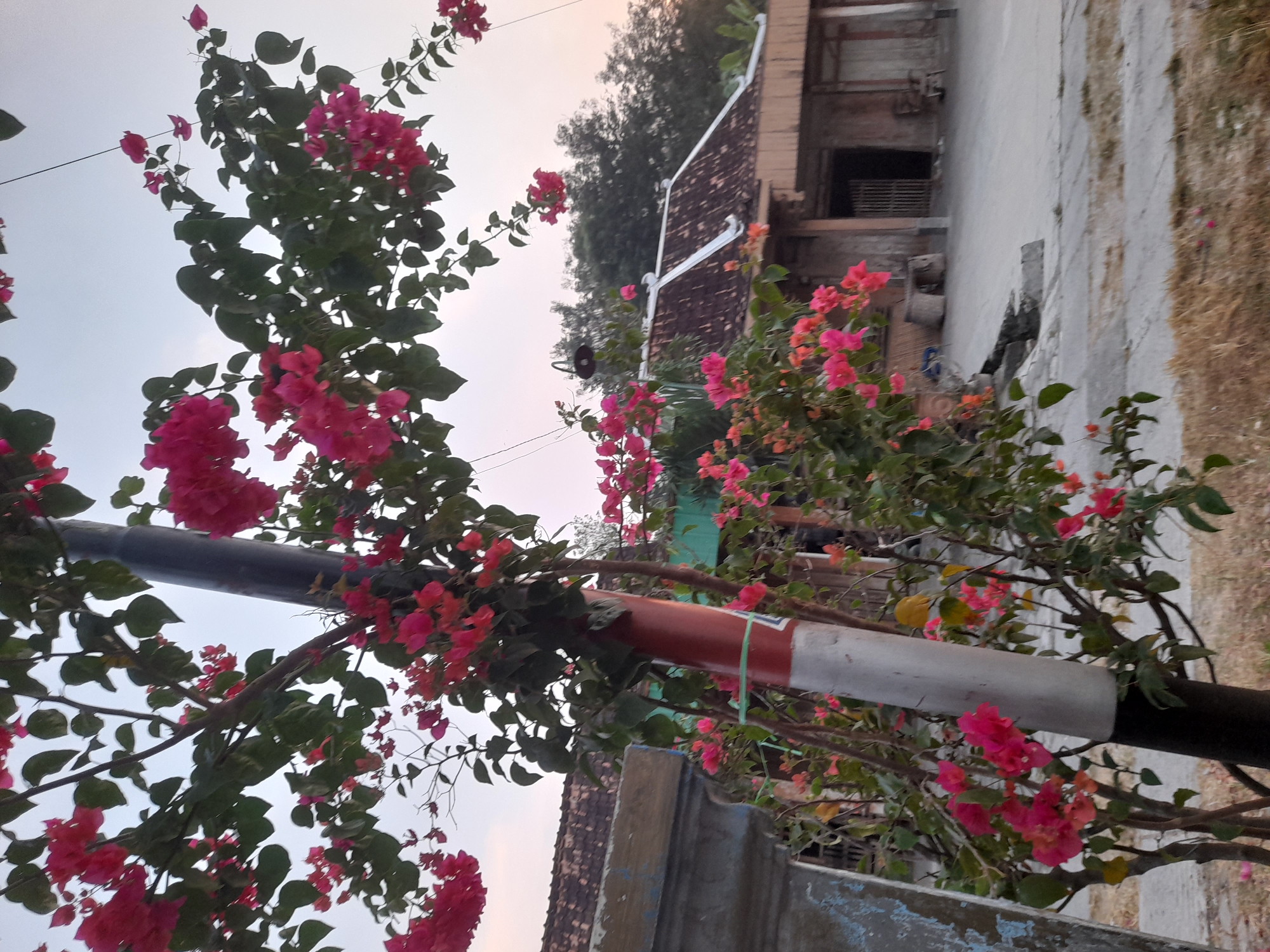 The image depicts a scene in Pulokulon, Indonesia, featuring a flowering bougainvillea plant with vibrant pink and orange blooms cascading over a pole. The pole is cylindrical with a red and white banded section. In the background, a traditional Indonesian building with a tiled roof and wooden elements is visible. The environment appears to be rural or semi-rural, with dry grass and a concrete path. The sky is overcast with a soft, diffused light, suggesting it might be early morning or late afternoon. No people are present in the frame. The overall atmosphere is serene and natural, with the colorful flowers providing a focal point against the muted tones of the building and surroundings.