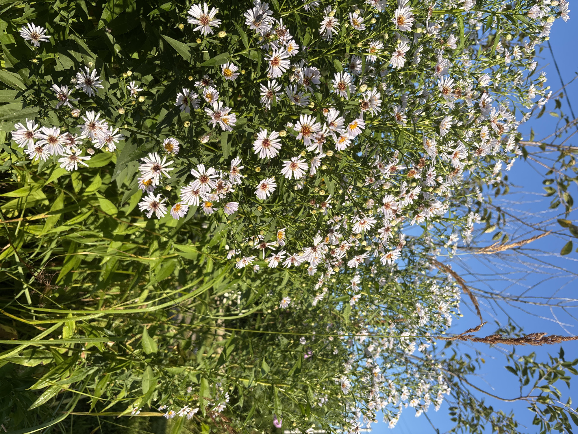 In Семибратово, Russia, a cluster of white aster flowers with yellow and brown centers bloom profusely under a clear blue sky. The flowers are densely packed on tall, green stems, creating a vibrant display. Sunlight illuminates the blossoms, casting subtle shadows and highlighting the delicate texture of the petals. Behind the flowers, slender, dry grasses and branches of a tree with green leaves are visible against the bright sky. The lower portion of the image is filled with lush green foliage and blades of grass, suggesting a natural, unmanicured setting. There are no people or animals present in the scene.