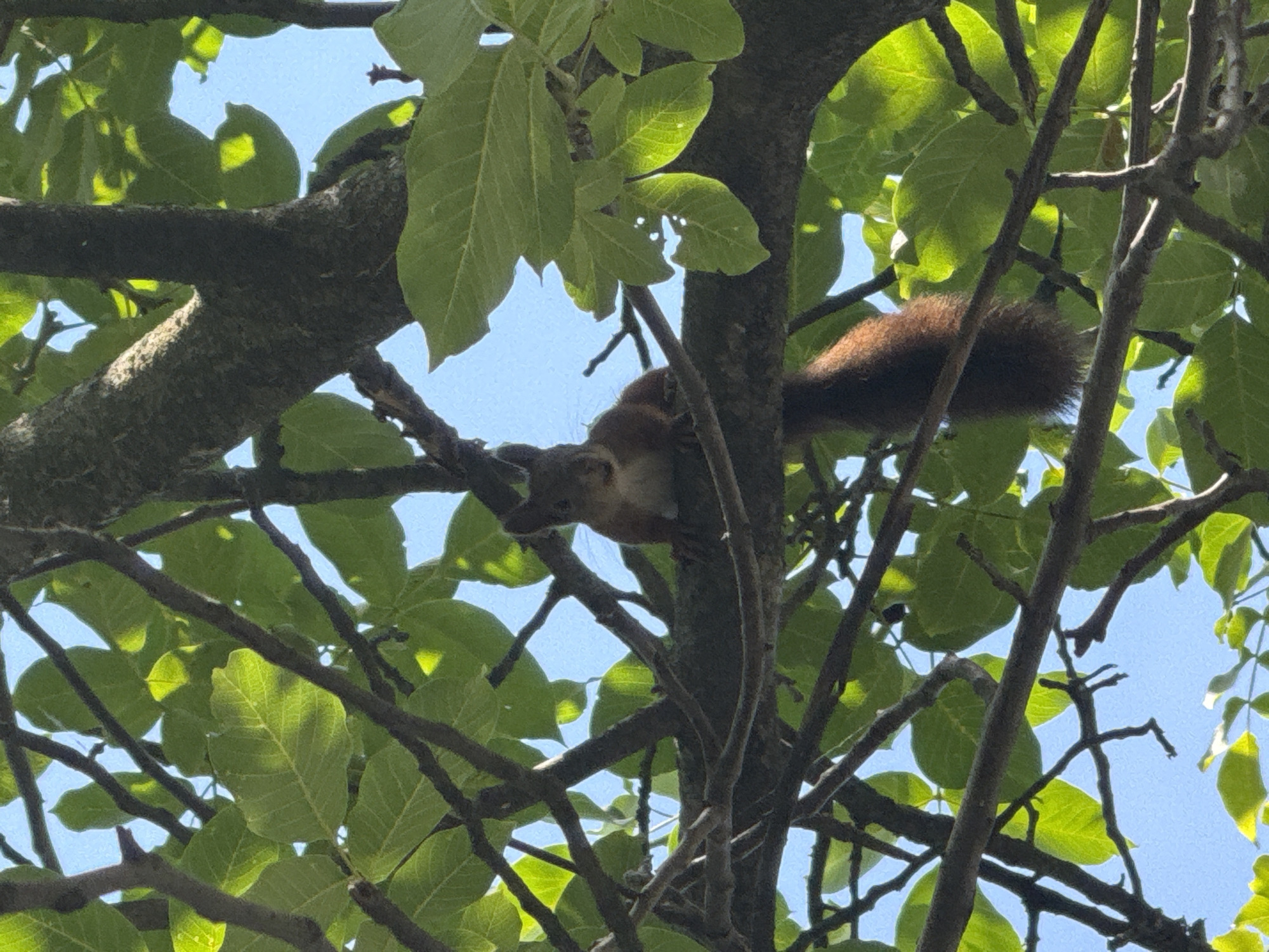 A squirrel is perched on a tree branch, surrounded by green leaves and a blue sky. The squirrel is light brown with a darker tail. Its body is facing the left, and its head is turned towards the viewer. The tree has thick branches and the leaves are illuminated by sunlight. The scene appears to be in a natural outdoor setting, possibly a park or a backyard, in Zaporizhzhia, Ukraine.