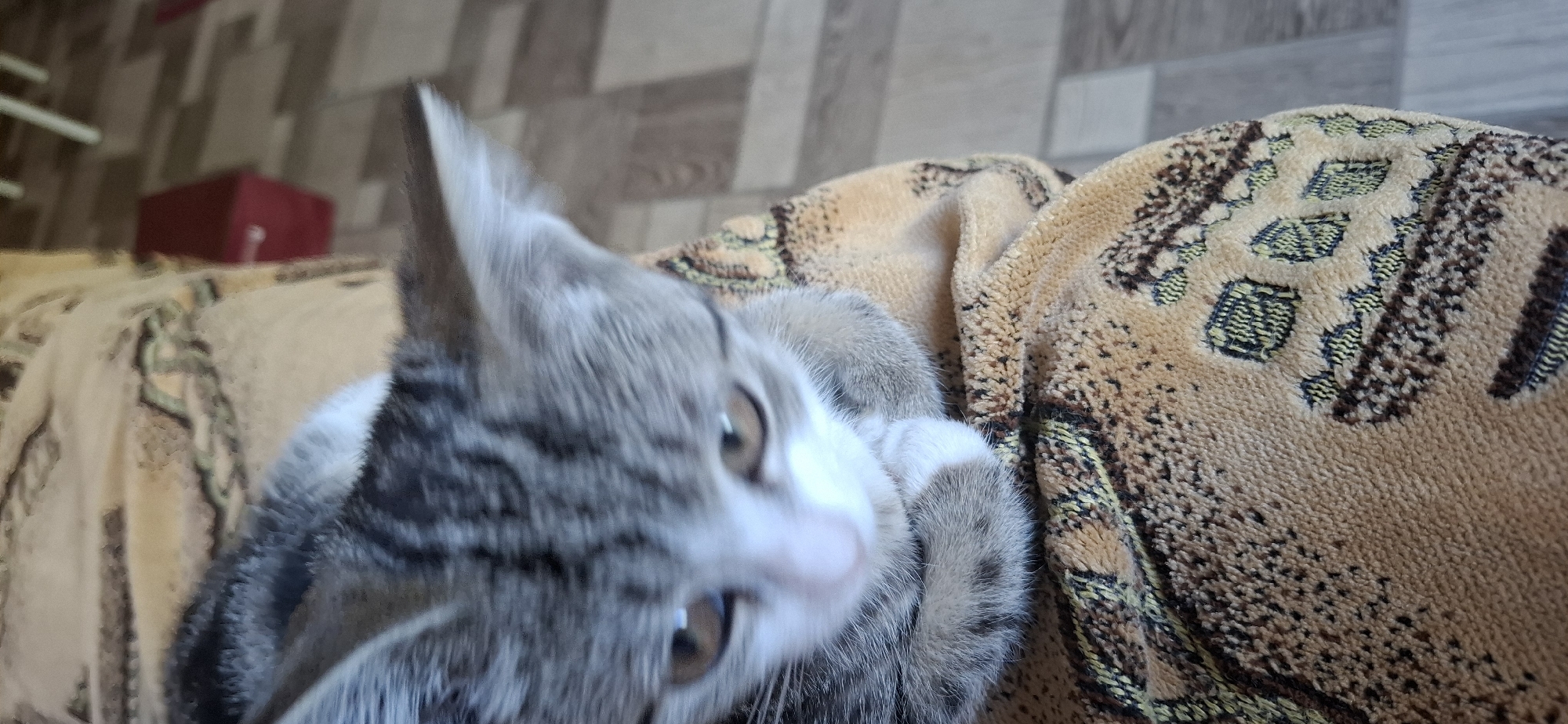 A close-up shot focuses on a grey and white tabby kitten resting on a textured, patterned blanket. The kitten's head is tilted downwards, revealing its large, amber-colored eyes and striped forehead. Its front paws are tucked beneath its chin, one with a small white patch on its paw. The blanket displays an intricate pattern of brown and yellow geometric shapes. In the background, a blurred wooden floor and a red object are visible, suggesting an indoor setting. The scene is devoid of any specific landmarks that would indicate its location in Ushtobe, Kazakhstan.
