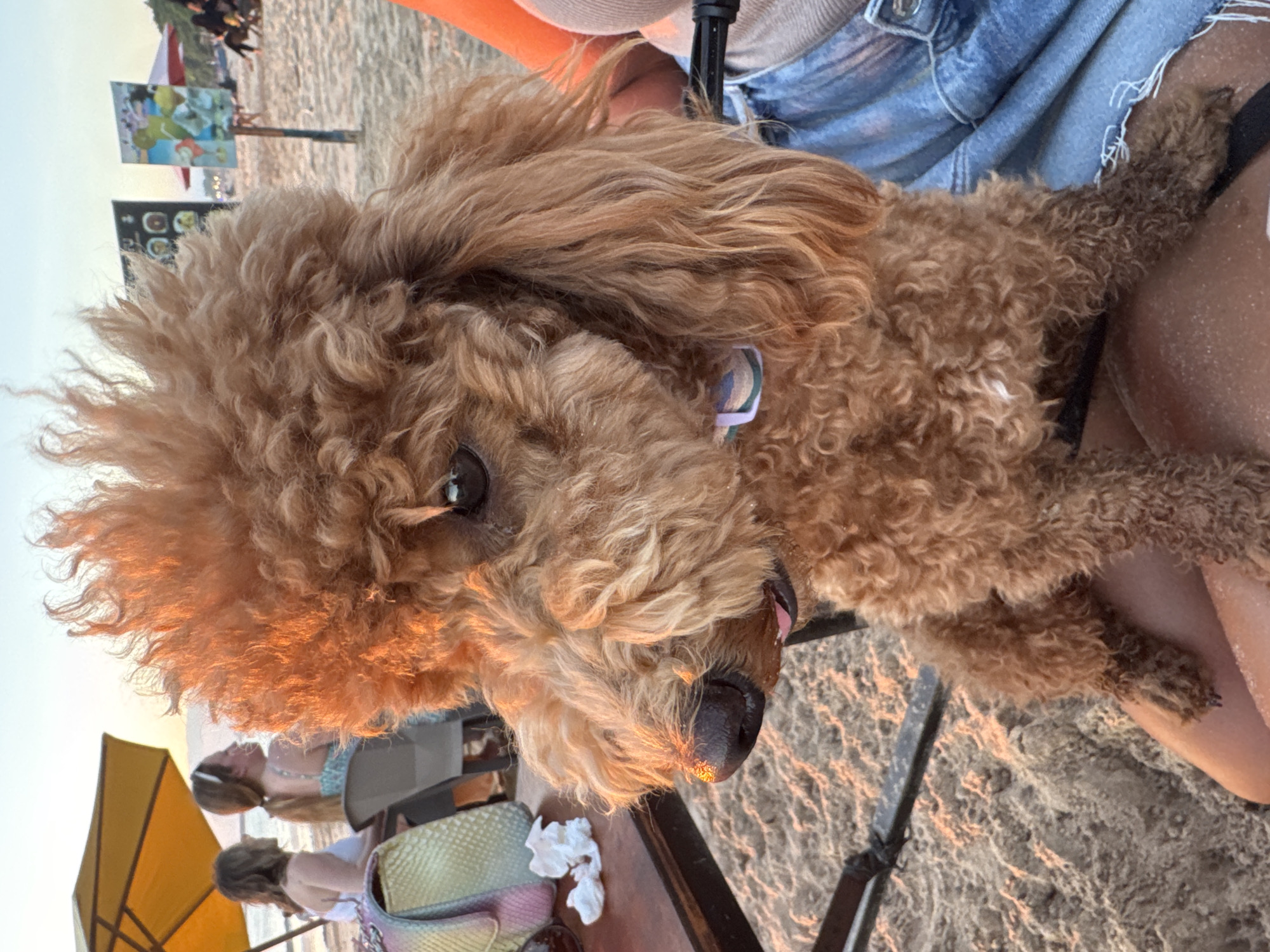 A brown poodle sits on a person's lap on a sandy beach at sunset. The dog's fur is styled in a curly, voluminous manner. In the background, two women are seated under a yellow umbrella, with the ocean visible behind them. Further in the distance, there are signs and silhouettes of people, suggesting a beachside establishment. The overall lighting indicates a warm, late afternoon or early evening. The scene appears to be Kuta Selatan, Indonesia.