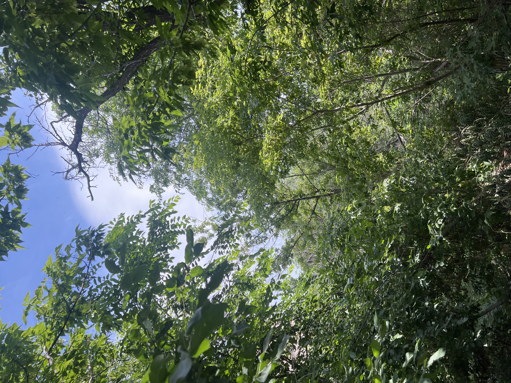 A medium shot captures a view looking upwards through a dense canopy of green foliage, with the bright blue sky peeking through the gaps between the leaves. Sunlight filters through the leaves, creating a dappled effect. The branches of several trees are visible, with some bare branches reaching towards the sky. The overall impression is that of a sunlit, leafy forest or woodland area. The image does not contain any people or specific landmarks that would indicate its location within a city.