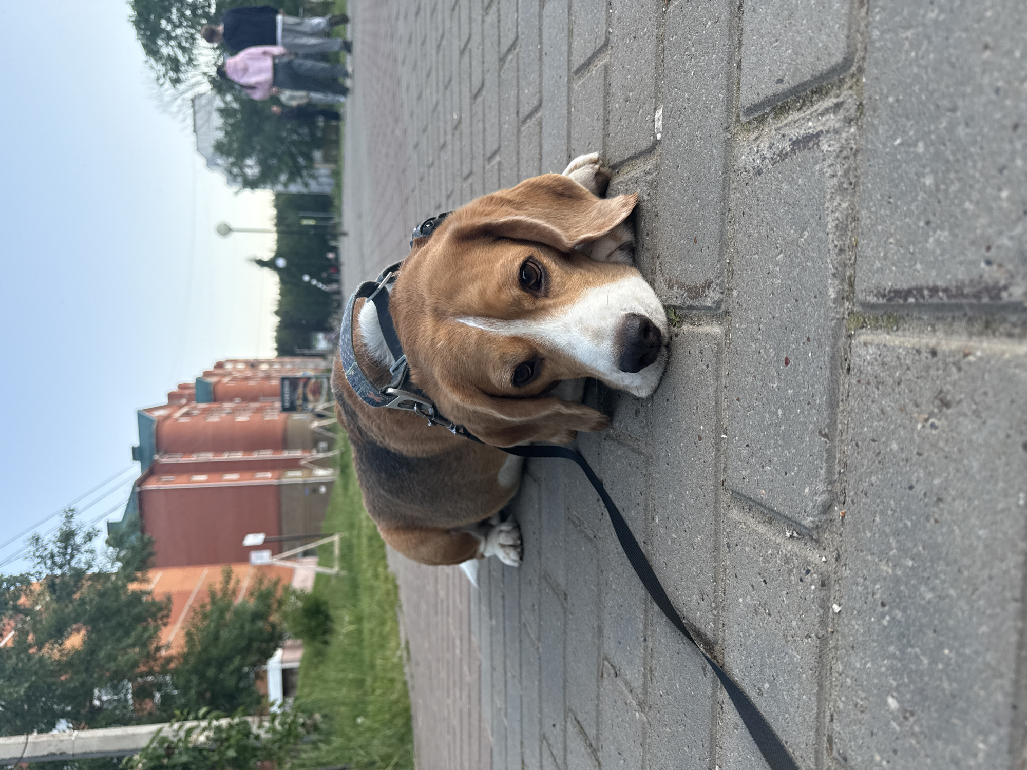 A tricolor Beagle dog, predominantly brown and white with black markings, lies resting on a grey paved walkway. The dog is positioned in the lower right and center of the frame, facing the viewer with its head resting on the ground. It wears a patterned blue and white collar, and a black leash extends from it, lying on the pavement. The dog's eyes are open, giving it a calm and watchful expression.
The walkway, constructed from rectangular grey pavers, stretches from the foreground into the midground. To the left of the walkway, a strip of green grass is visible.
In the blurred background, to the upper left, two indistinct figures of people can be seen walking, suggesting a public outdoor setting. Further back, multi-story brick buildings with red and green roofs are partially visible through and above green trees. The sky above is a light, clear blue, indicating daytime with good weather, possibly late afternoon or early evening given the soft lighting.
The scene depicts a peaceful moment during an outdoor walk in an urban or suburban environment, identified as Chaikovsky, Russia. No visible text is clearly discernible on any objects or signs.