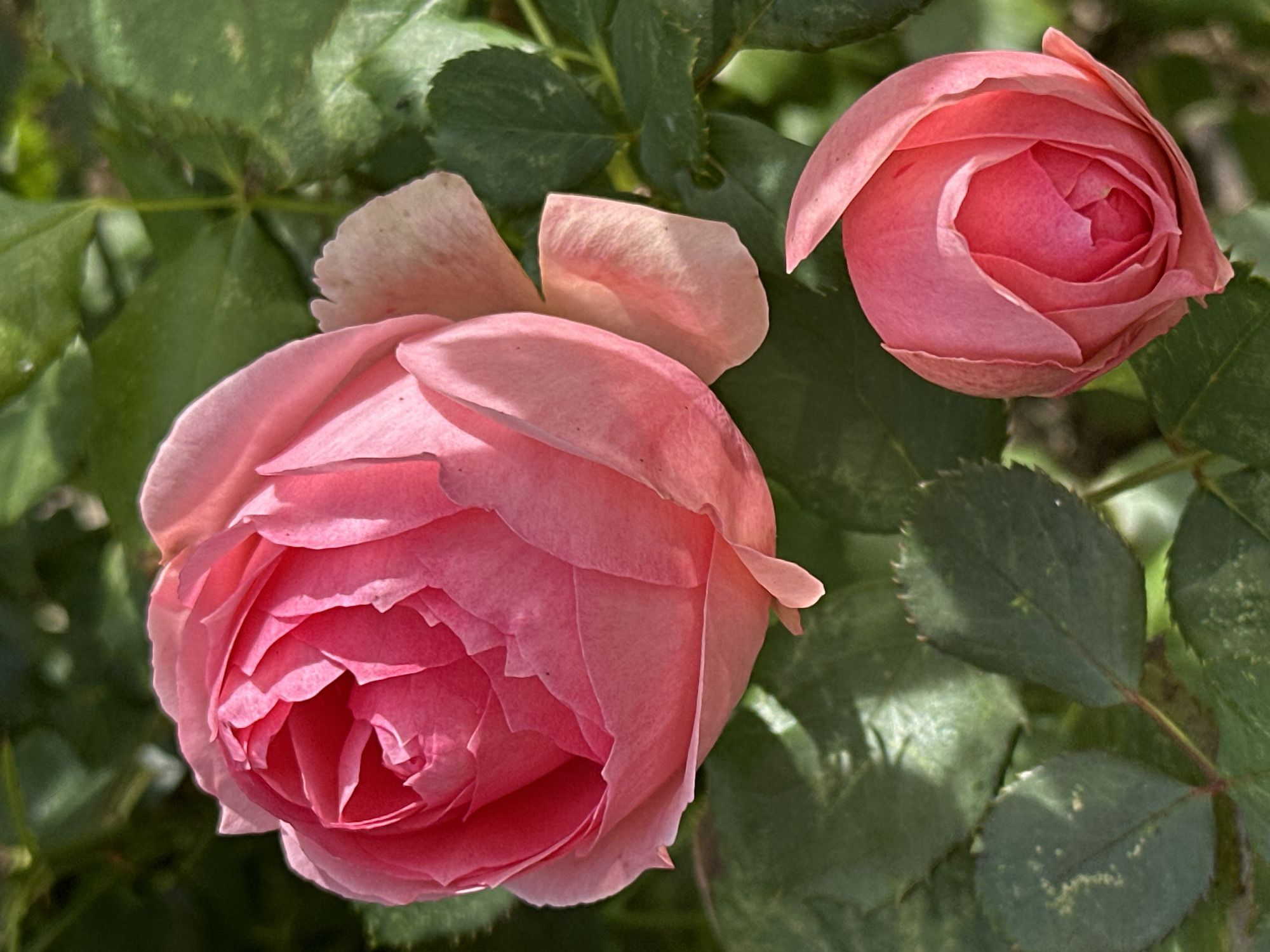 Two pink roses are shown in the foreground, with green leaves in the background. The rose on the left is fully bloomed, while the rose on the right is a bud. The image is taken in a garden.