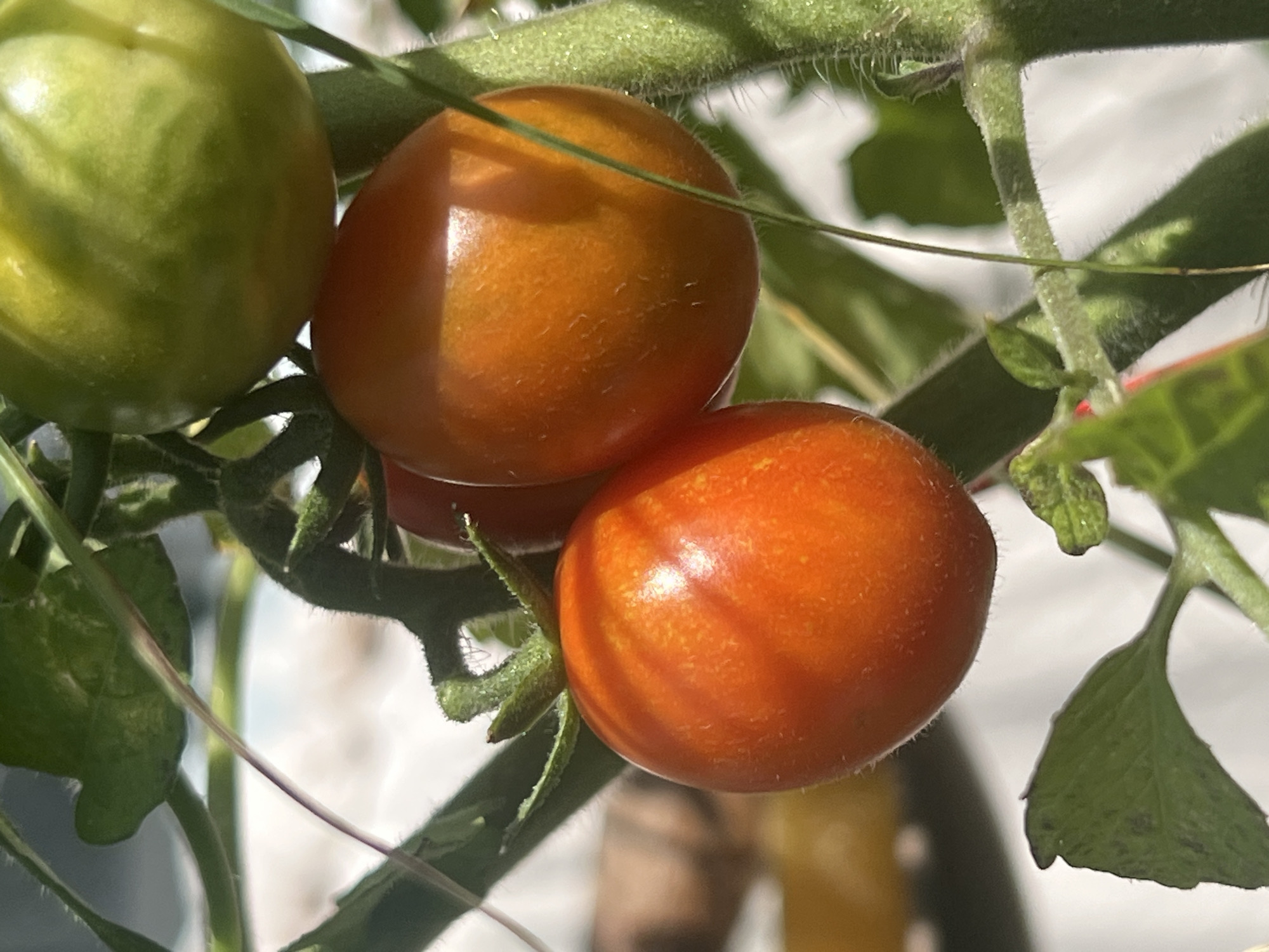 The image shows a close-up of ripening cherry tomatoes on a vine, with one green tomato visible at the top. The tomatoes are a vibrant orange-red, indicating they are nearing ripeness. The vine is green and hairy, with a few leaves also present. The background is blurred, suggesting an outdoor setting, possibly a garden or greenhouse. There is no indication of any specific location in Moosburg, Germany, or any people, actions, or interactions. The image focuses solely on the botanical details of the tomatoes.
