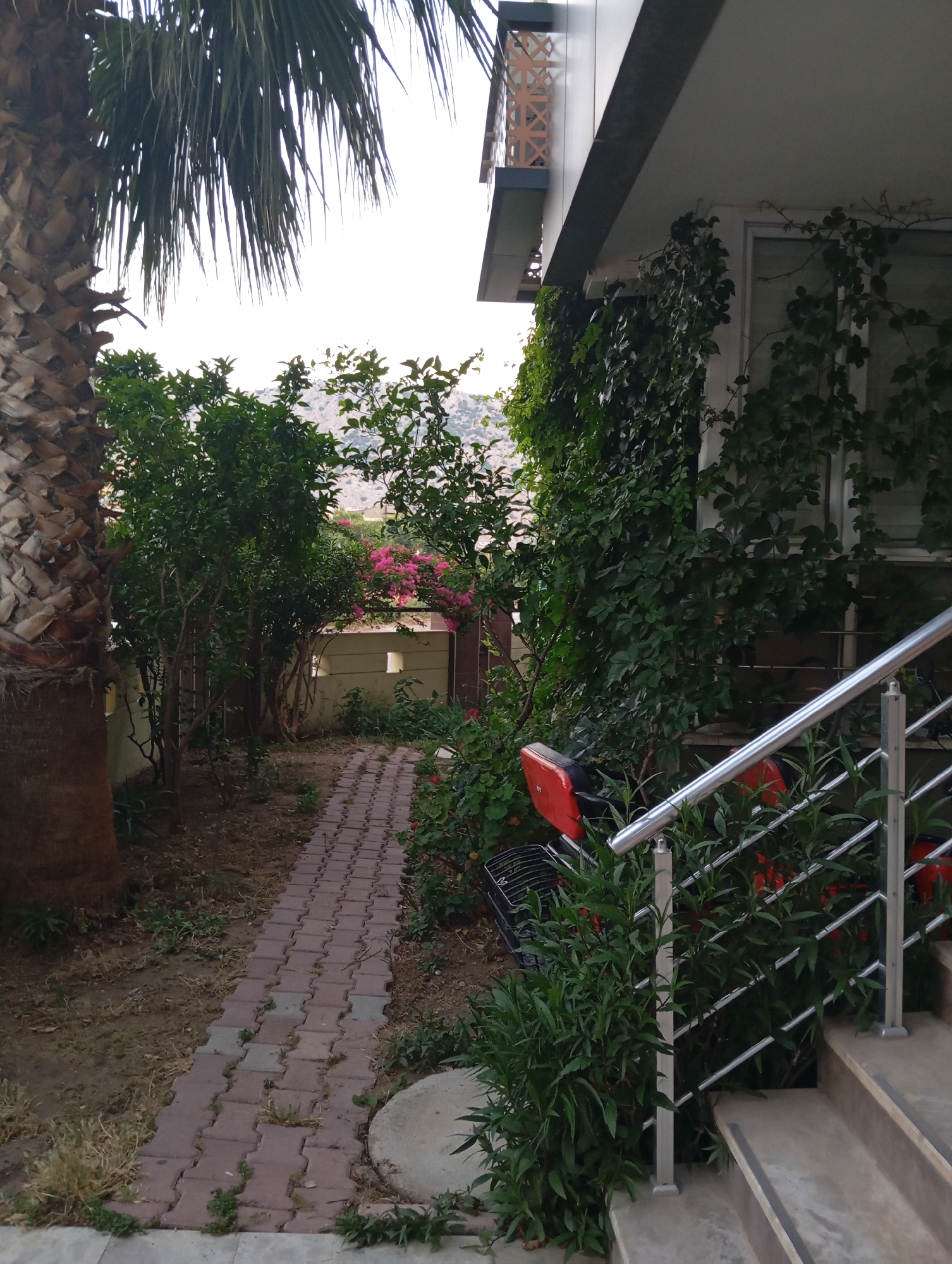 The image depicts a pathway leading through a garden area beside a modern building. The pathway is constructed of interlocking reddish-brown pavers. To the left of the path is the trunk of a large palm tree with rough, fibrous bark. Beyond the palm tree and along the path are various green shrubs and bushes. In the background, there are trees with pink blossoms. The building on the right features a white exterior with a large window partially covered by green ivy. A metal railing with diagonal supports lines a set of concrete stairs leading up to the building. A red object, possibly a shopping cart or a piece of outdoor equipment, is visible among the plants near the stairs. The scene is set in an outdoor environment, likely a residential area, with hills visible in the distance. The location is identified as Konyaaltı, Turkey.