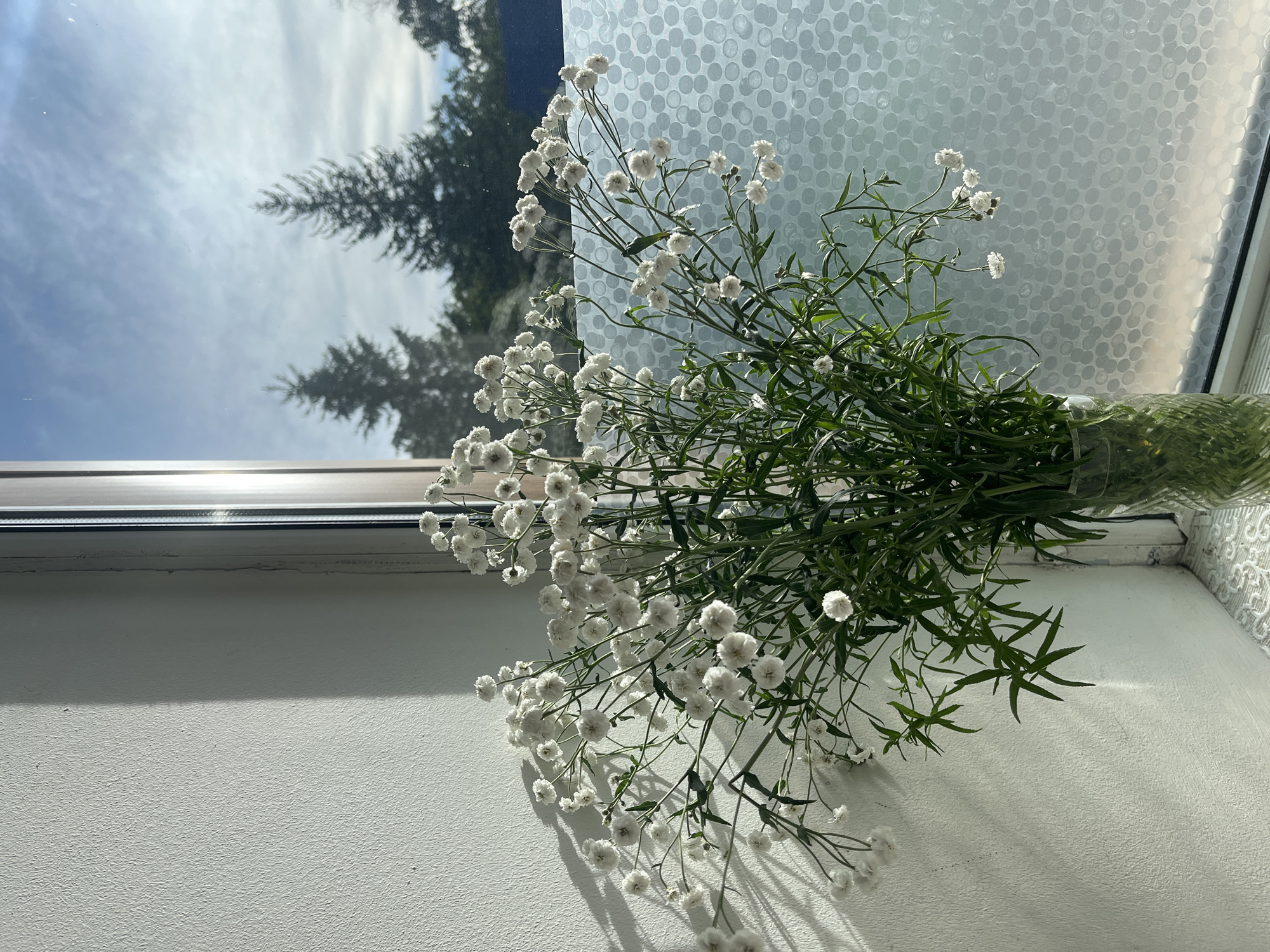 A bouquet of small white flowers in a clear glass vase sits on a windowsill. The vase is filled with water, and the flowers have delicate green stems and leaves. Behind the flowers, a window looks out onto a cloudy sky and pine trees. A textured, frosted film is applied to the lower portion of the window. To the left of the vase, a white wall is illuminated by sunlight, casting a shadow from what appears to be a venetian blind. The scene suggests a domestic interior in a location that experiences distinct seasons, likely Paratunka, Russia, given the presence of pine trees common in Siberian landscapes.