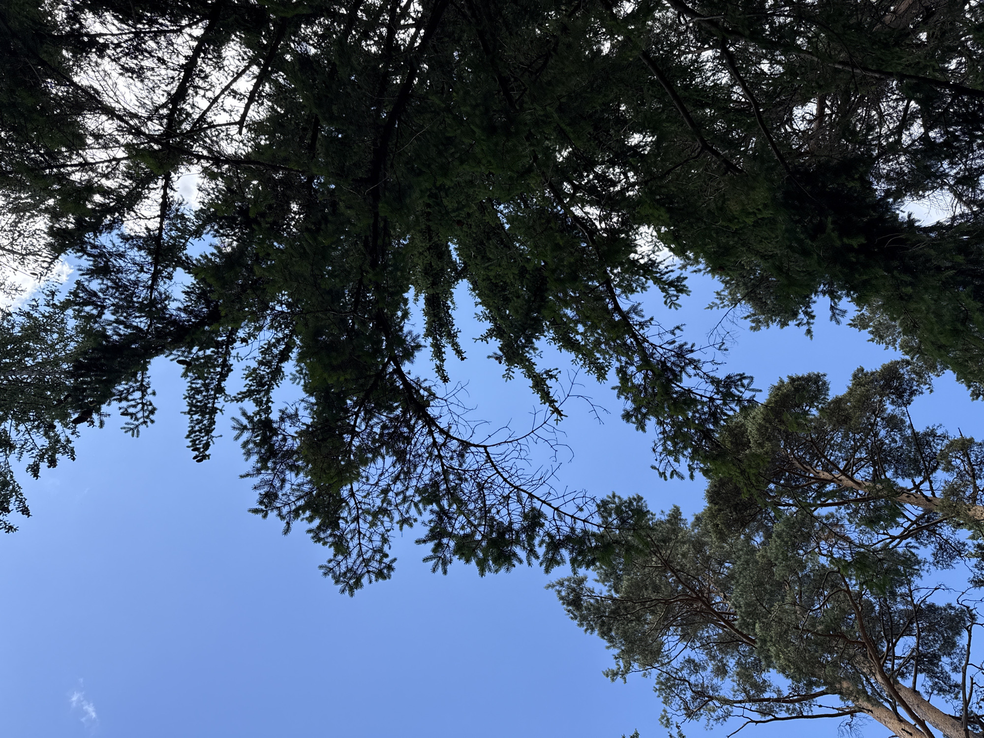 An upward-looking perspective shows a clear blue sky above a dense canopy of evergreen trees. The trees are tall and their branches, laden with dark green needles, create a textured silhouette against the bright sky. Some branches are silhouetted sharply, while others are softened by a slight haze or the light filtering through. The foliage appears full and healthy, suggesting a natural, perhaps forested, environment. The scene evokes a sense of looking up from the forest floor towards the sky, emphasizing the height and scale of the trees. There are no people, animals, or man-made objects visible in the frame. The image appears to be taken in the vicinity of Panichishte, Bulgaria, a location known for its mountainous terrain and forested areas.