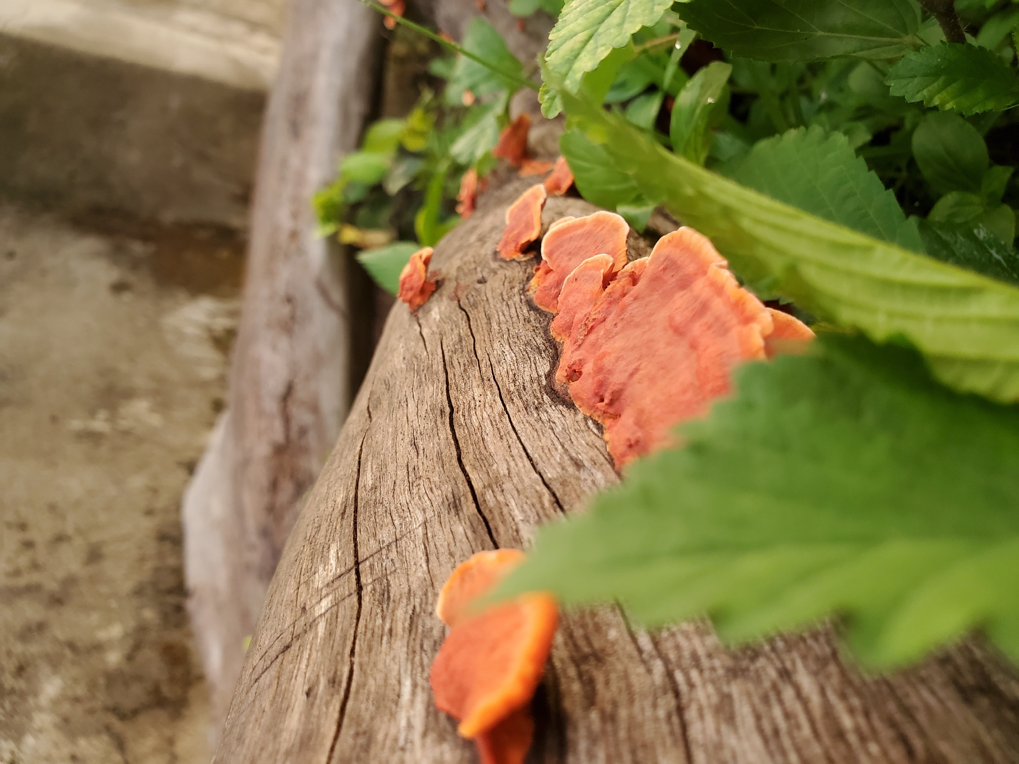 A close-up photograph shows a weathered wooden beam with growths of orange fungi along its surface, partially obscured by green foliage. The setting appears to be an outdoor environment in Mararaba, Nigeria, where the beam could be part of a structure or landscape feature. The wood grain of the beam is visible, indicating age and exposure to the elements. The orange fungi, likely a type of bracket fungus, are growing out of the wood. Green leaves and stems are intertwined with the fungi and the beam, suggesting natural vegetation. In the background, a blurred concrete surface is visible.