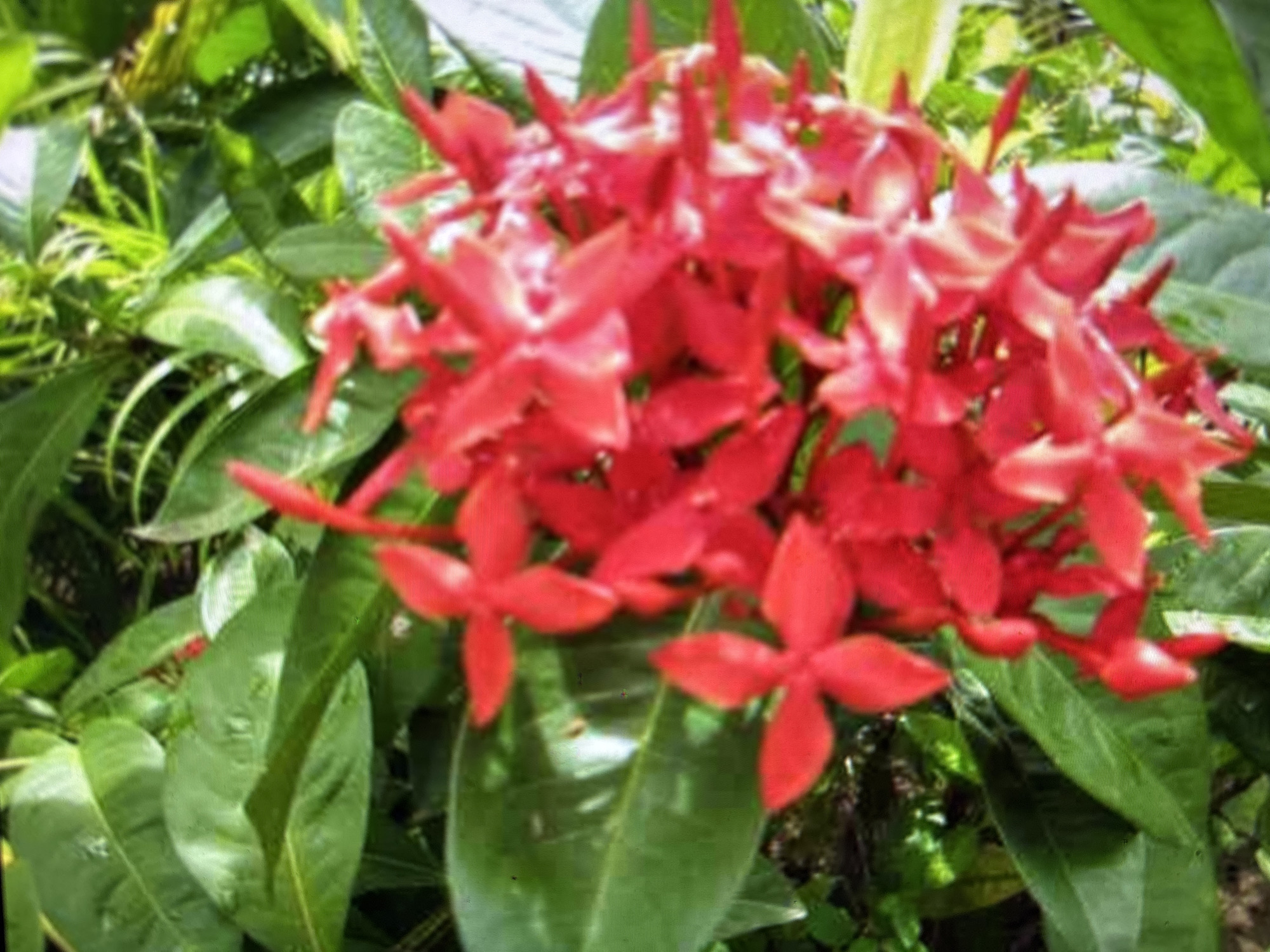 This is a close-up, slightly out-of-focus photograph of a cluster of bright red flowers, likely Ixora, surrounded by lush green foliage. The flowers are small and star-shaped, with four petals. They are densely packed together, forming a vibrant mass of color. The leaves are broad and glossy, some catching the light. The overall impression is of a tropical or sub-tropical garden. The photograph does not depict any specific location in the city of Sofia, Bulgaria, nor does it show any people, actions, or interactions.