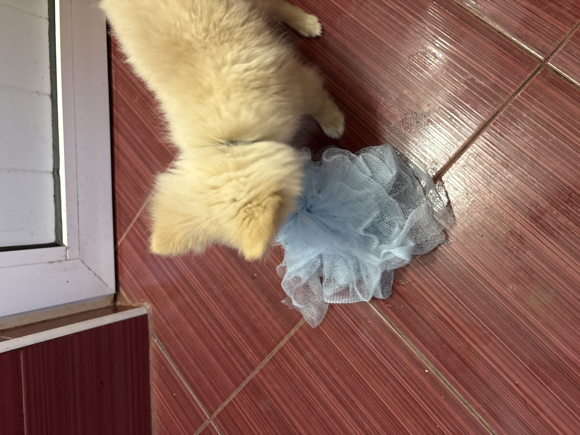 A light-colored, fluffy dog is playing with a blue bath pouf on a red tiled floor. The dog appears to be a puppy, with soft fur and a curious expression as it nudges the pouf with its snout. The floor tiles are arranged in a grid pattern, and there are some water droplets on the floor around the pouf, suggesting it may have been wet. The background shows a white door frame and a dark red wall. The scene takes place indoors, likely in a residential setting, and there are no people visible in the image. The location is in the city of Tankovo, Bulgaria.
