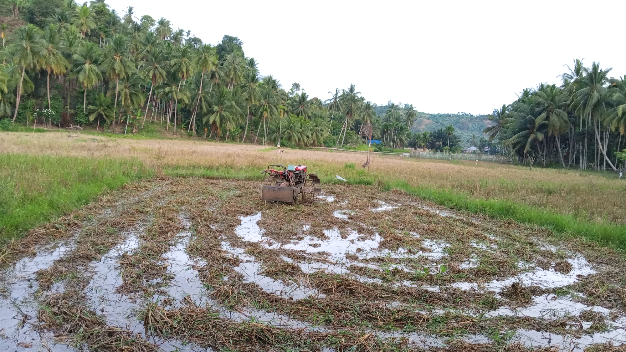 In Palohpanyang, Indonesia, a rice field is being prepared for planting. A red and silver two-wheel tractor with a tiller attachment is positioned in the middle of a flooded field. The field is covered in a mix of water, mud, and agricultural residue, indicating recent plowing. Beyond the immediate field, a dry, grassy field stretches out, backed by a dense grove of palm trees that ascend a gentle slope. In the distance, hills are visible, also covered in vegetation. The sky is overcast.