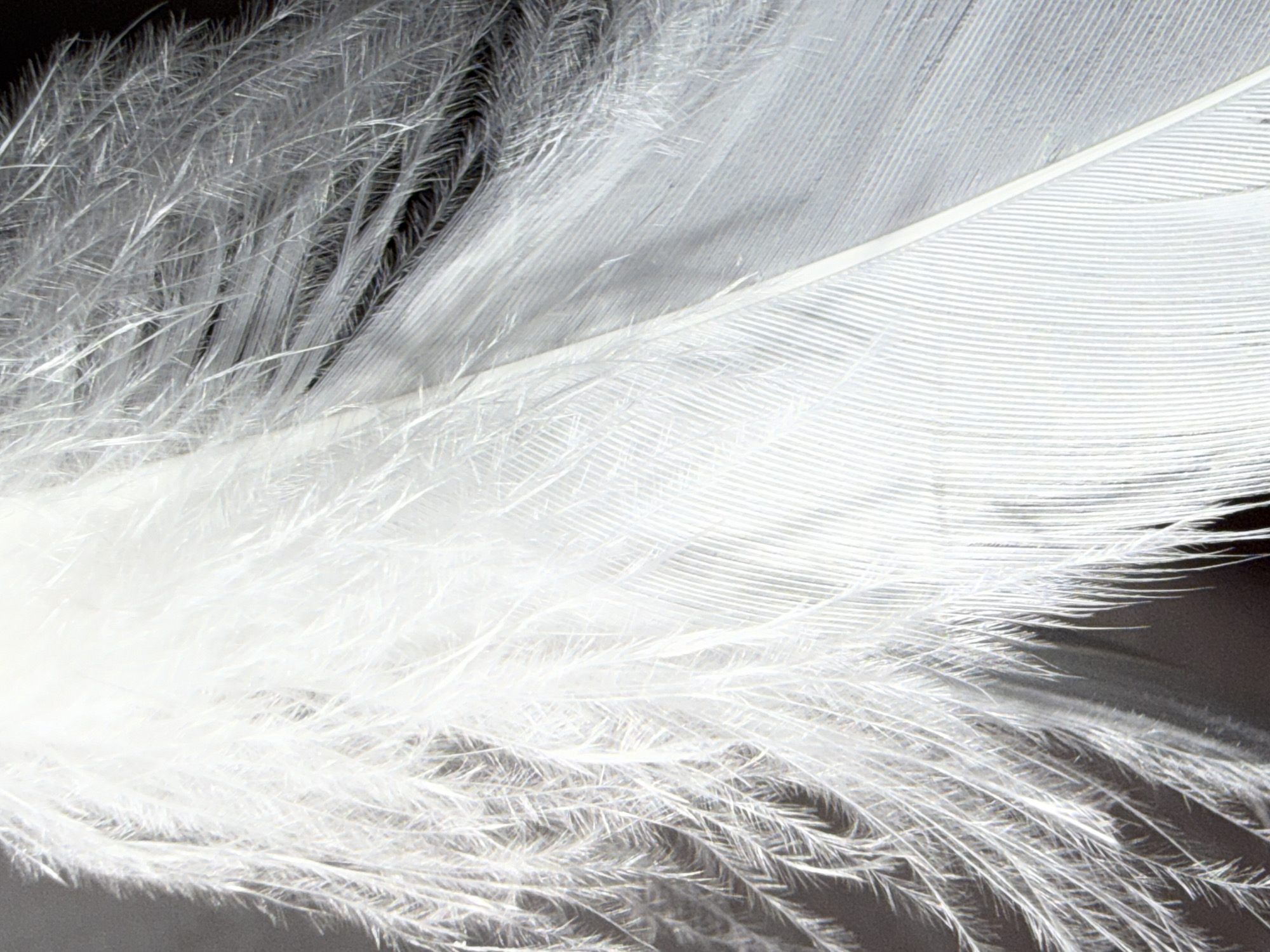 This media file is a close-up, abstract shot of white feathers against a dark background. The image focuses on the texture and structure of the feathers, highlighting the fine barbs and the delicate, wispy nature of the down. There are no people, animals, or discernible scenes present. The lighting appears to be artificial, creating a dramatic contrast between the bright white of the feathers and the deep black of the background. The focus is entirely on the material itself, showcasing its intricate details and soft appearance. There is no visible text or indication of time of day, weather, or specific location within Ufa, Russia. The overall impression is one of delicacy and natural beauty, presented in a macro photographic style.