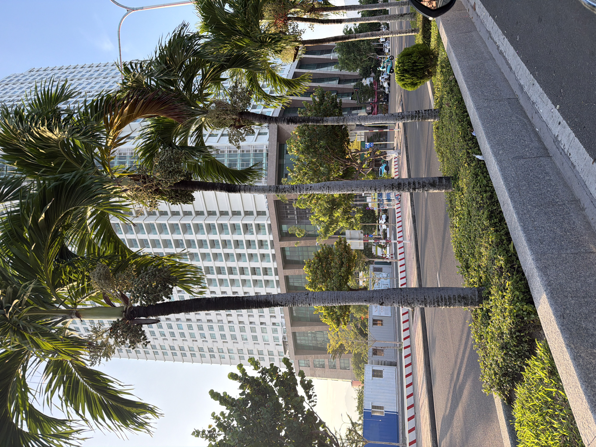 The image displays an urban street scene in Nha Trang Ward, Vietnam, during daylight hours, characterized by long shadows indicative of either morning or late afternoon. The foreground and midground feature a multi-lane asphalt road, divided by a concrete median strip. This median is extensively planted with tall palm trees, approximately five of which are clearly visible, each bearing green fronds and clusters of unripe green fruits or seeds. The base of the median is covered in dense green shrubbery.
On the far side of the road, beyond the median, a row of temporary container-like structures is present, consisting of one blue unit and several white ones, positioned behind a red and white striped barrier. In the background, a large, modern white high-rise building dominates, featuring numerous balconies and a distinct multi-story base composed of brown-toned, angular glass and solid architectural elements. The sky above is clear blue.
Traffic on the far side of the road includes several cars and motorbikes. A light blue/teal scooter with a helmeted rider is prominently visible in the center-right, traveling away from the viewer. Other motorbikes and vehicles are discernible further down the street. The bottom right corner of the image includes a partial view of a car's side mirror, reflecting a blurred outdoor environment. Smaller green trees and additional foliage are interspersed behind the median and temporary structures.