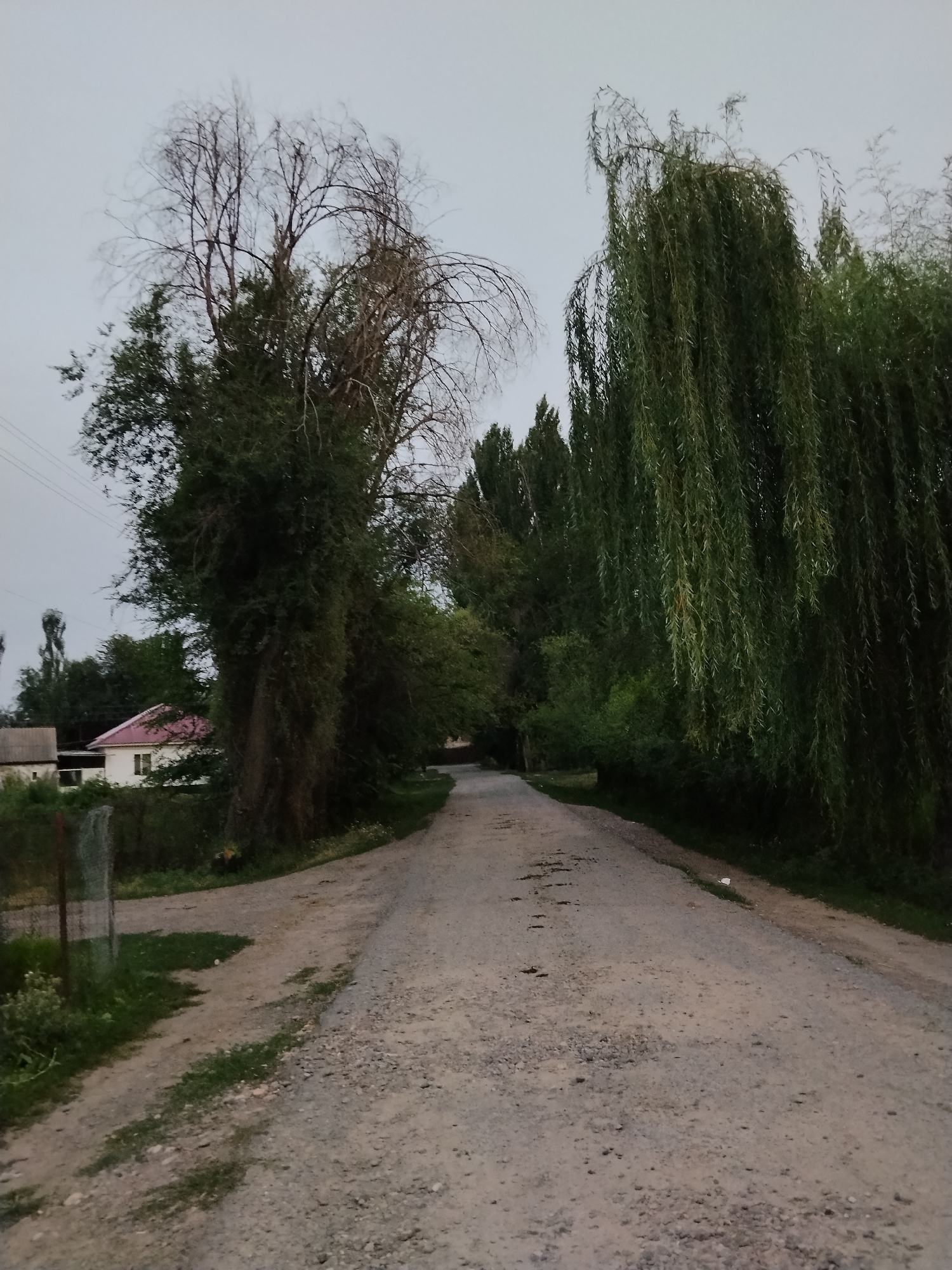 The image shows a dirt road in the city of Djany-Pahta, Kyrgyzstan, flanked by trees and vegetation. On the left side of the road, there is a house with a pink roof, a fence, and a large tree with sparse branches. On the right side, a weeping willow tree with long, drooping branches dominates the scene. The sky is overcast, suggesting either early morning or late evening. The road appears to be unpaved and rough, with gravel and dirt visible. The overall impression is one of a rural or semi-rural setting.