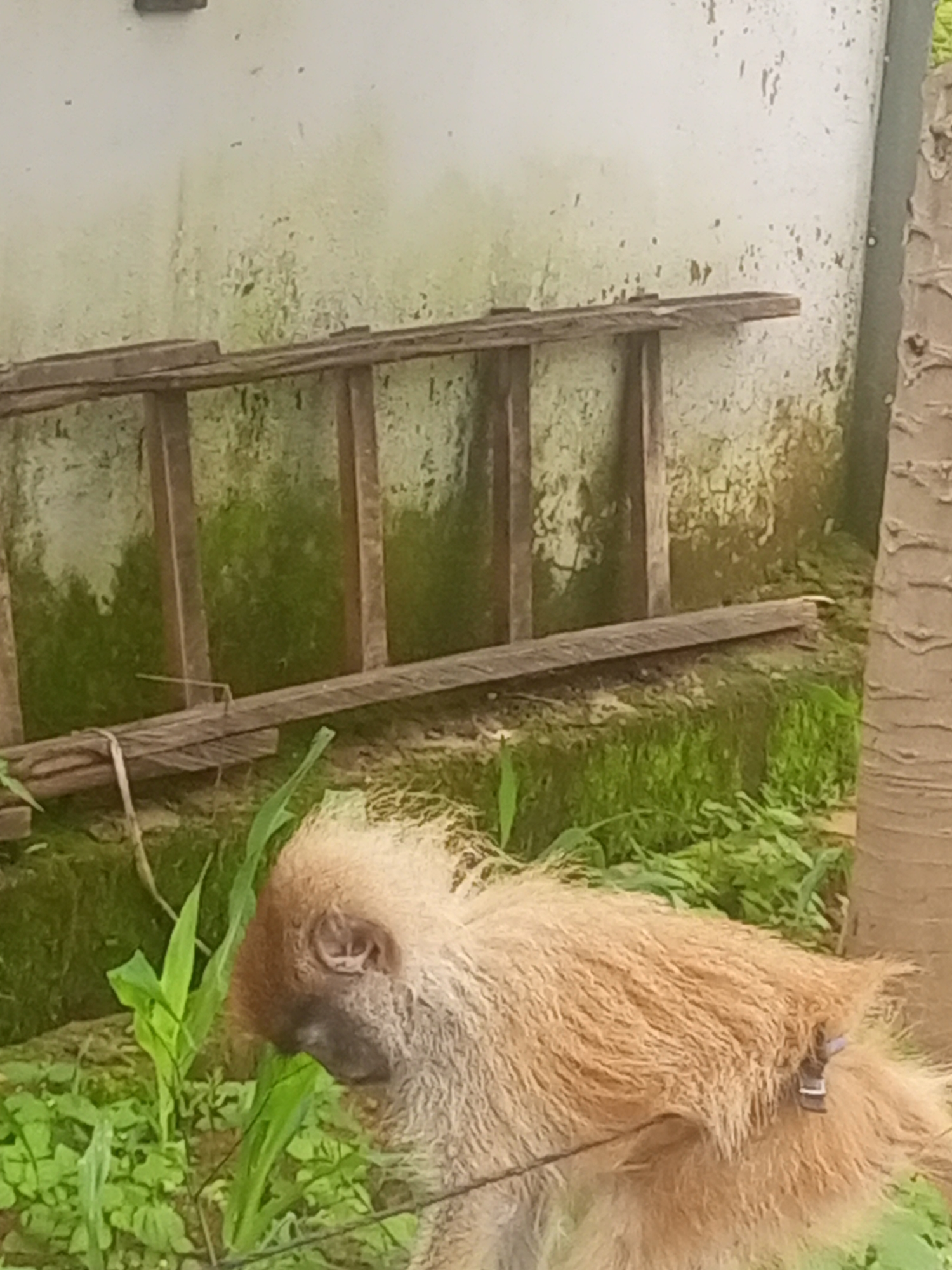 A monkey with light brown fur is the main subject of this close-up image, positioned in the lower right quadrant. The monkey's face is partially visible, turned to the left, with its eye clearly discernible. A blue tag is attached to the fur on its back. The monkey appears to be standing amidst lush green foliage, with some dry grass visible. In the background, a weathered wooden structure, possibly a ladder or shelving unit, leans against a textured, off-white wall that shows signs of moss or algae growth, suggesting an outdoor environment. A portion of a palm tree trunk is visible on the far right of the image. The scene appears to be in an outdoor setting within the city of Rayfield, Nigeria, characterized by its natural elements and rustic structures.