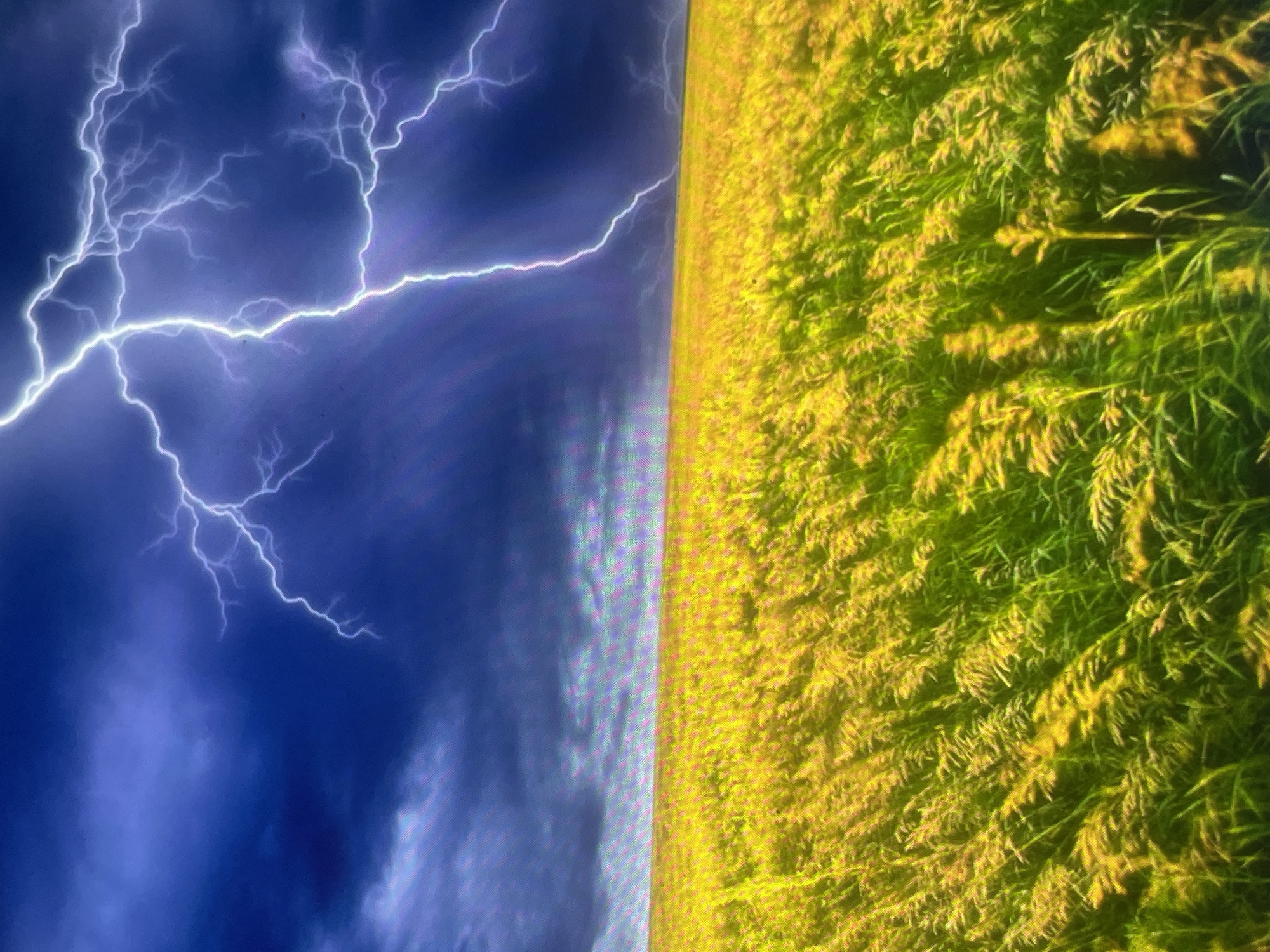 This image presents an outdoor landscape depicting a severe weather event over an expansive field, allegedly located in Zelenyi Hai, Ukraine. The upper two-thirds of the frame are occupied by a tumultuous sky, characterized by deep blue and dark grey storm clouds. A primary, intensely bright lightning bolt, exhibiting white, violet, and cyan coloration, originates from the upper right quadrant and descends vertically, branching into multiple visible streaks. Secondary, less intense lightning is discernible within the cloud formations in the upper right. The lower one-third of the image features a vast field of vegetation, predominantly golden-yellow, consistent with mature crops or tall grasses. The field displays textural detail, with individual stalks and interspersed areas of greener foliage, particularly towards the foreground. A distinct, horizontal horizon line separates the dark sky from the illuminated field. No human figures, animals, or artificial structures are visible within the scene. The image exhibits digital artifacts, including pixelation and color banding, particularly noticeable in the sky and the transition zone between the sky and the field.