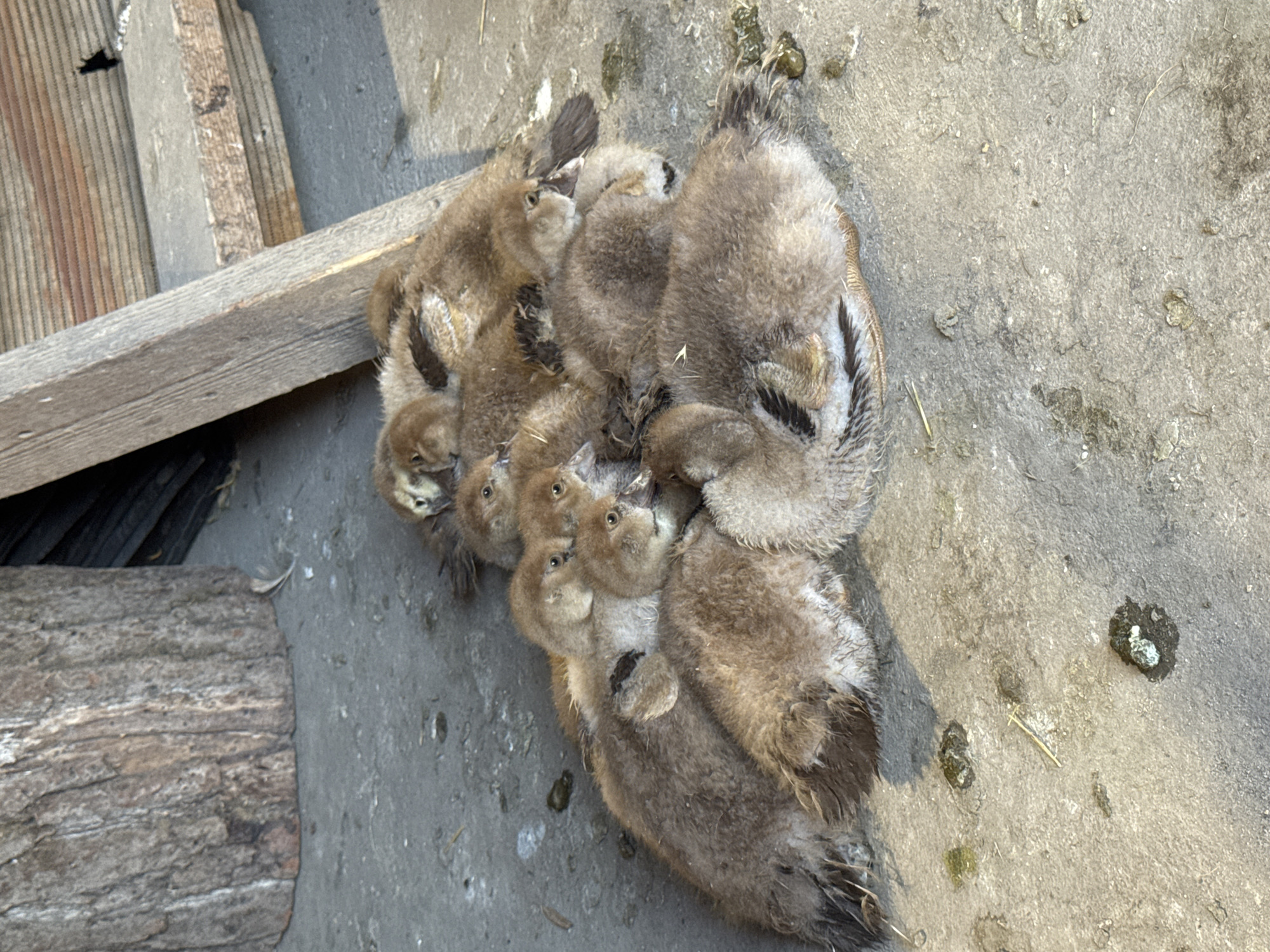 This media file shows a pile of ducklings huddled together on a concrete surface. The ducklings are fluffy and brown with some darker markings. They appear to be very young. Their eyes are open, and some are looking upwards.
The scene is outdoors, with a wooden plank and some corrugated material visible in the background. The concrete ground is rough and shows some small debris and what appears to be bird droppings. The lighting suggests it is daytime, with sunlight casting shadows. The overall impression is one of warmth and comfort, as the ducklings are clustered together for warmth and security. There is no visible text in the image.