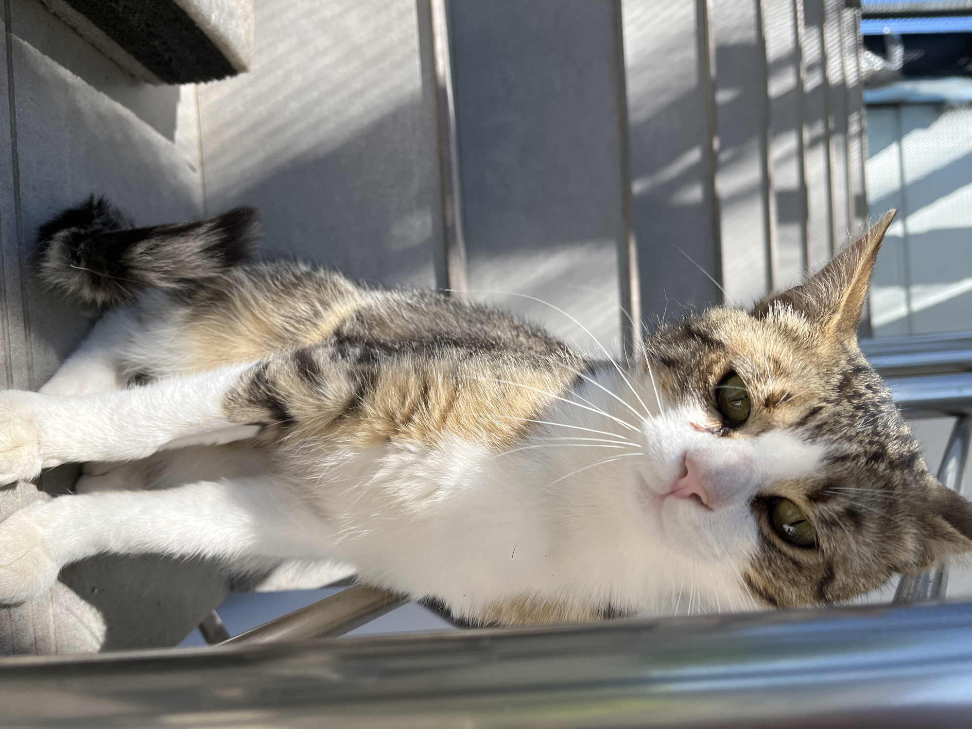 A calico cat with green eyes sits on outdoor concrete stairs. The cat has patches of white, brown, and black fur. Its tail is curled to its side. Sunlight casts shadows on the stairs, creating a striped pattern. A metal railing is visible to the right of the cat. In the foreground to the left, a rectangular object with a dark textured surface and a white edge is partially visible. The scene appears to be in an urban environment, potentially Shumen, Bulgaria, given the context. There are no people visible in the image.