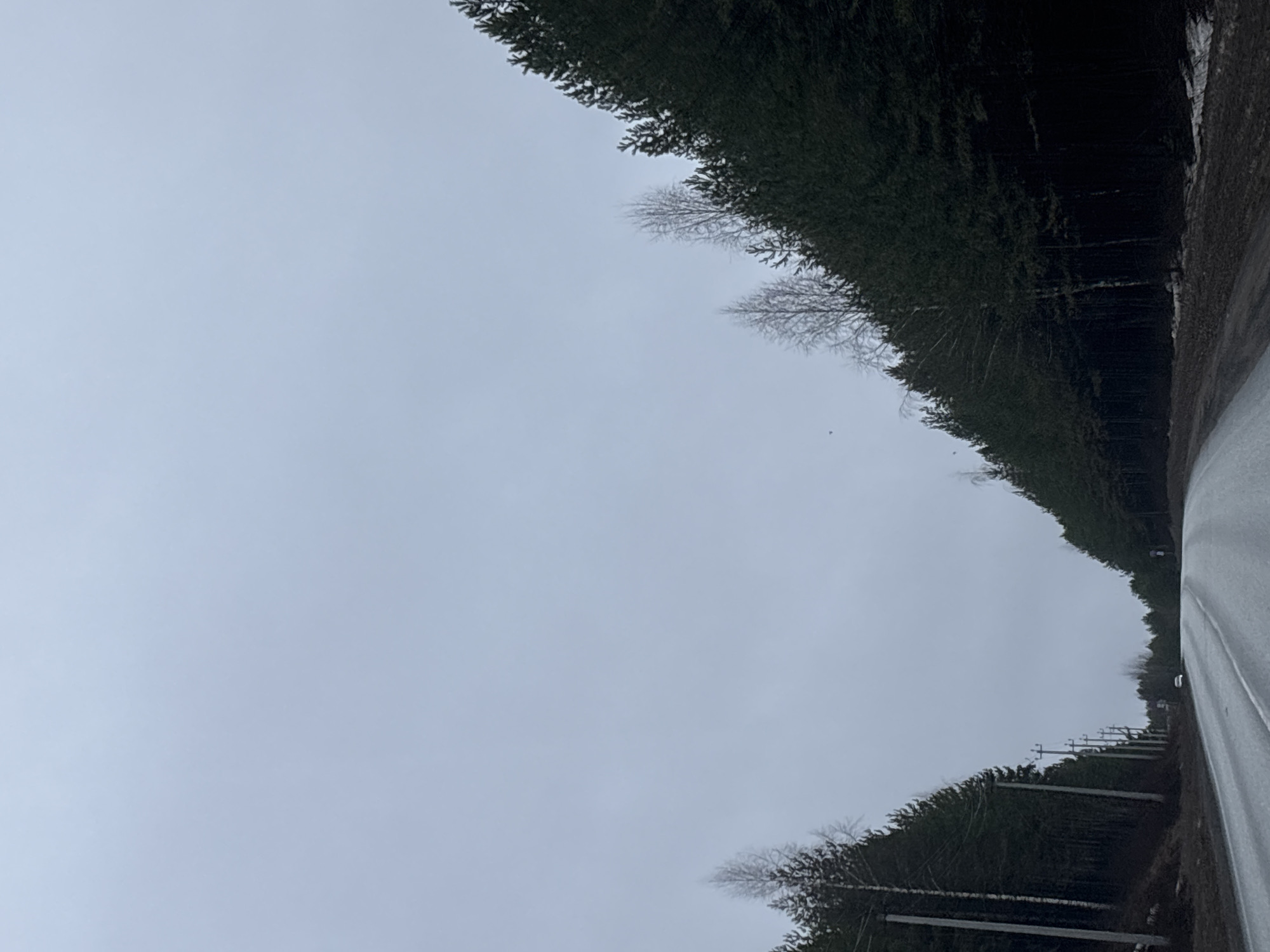 A photograph taken in Chaikovsky, Russia, displays a road flanked by trees. The sky overhead is overcast and gray. Along one side of the road, wooden utility poles run parallel to the trees. The road surface appears wet. No people or vehicles are visible at close range.