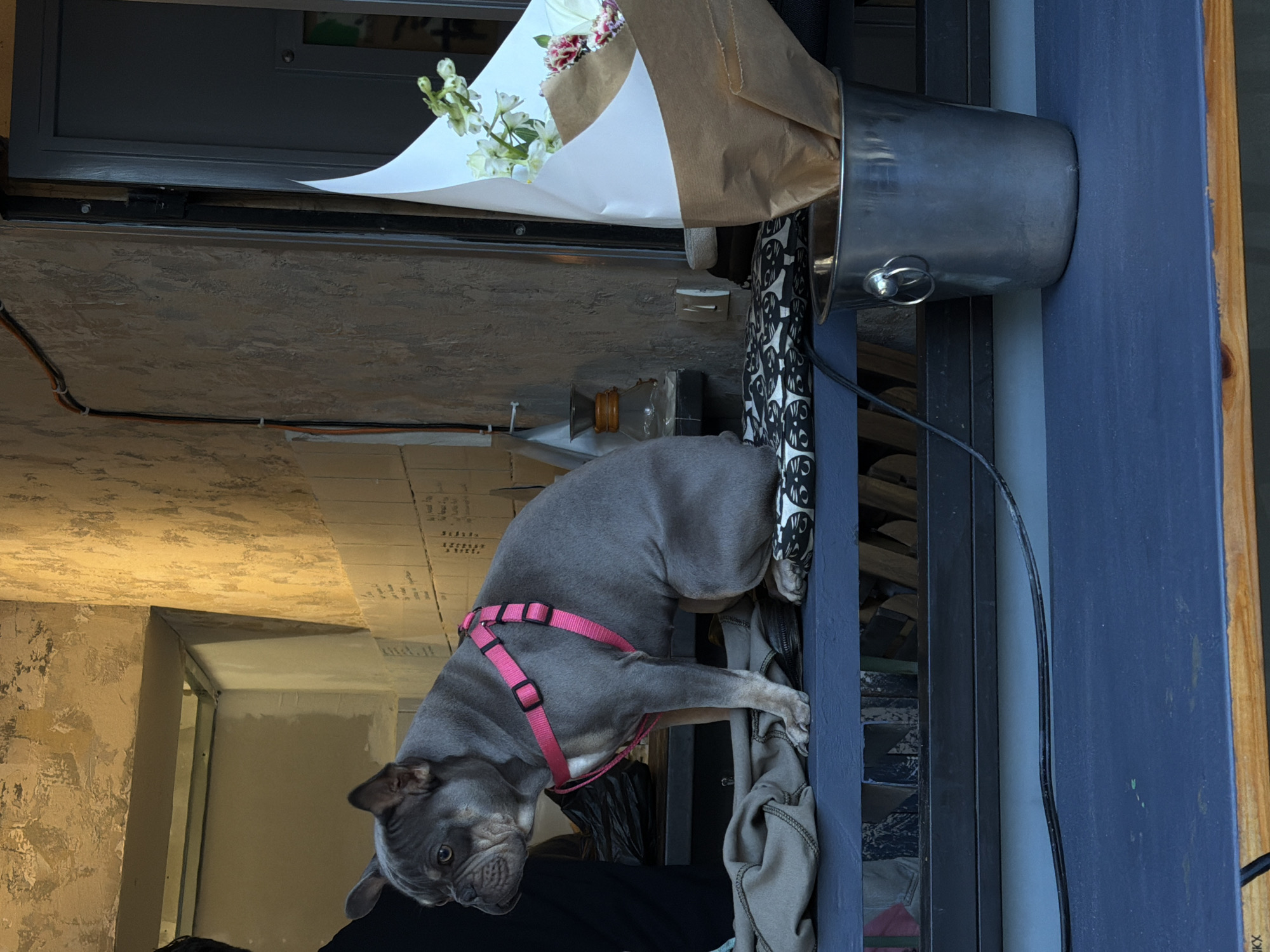 A medium shot of a French Bulldog with gray fur and a pink harness perched on a closet shelf, flowers and a bucket are on the next shelf above. The dog is looking down at the viewer. The location is Tel Aviv, Israel.