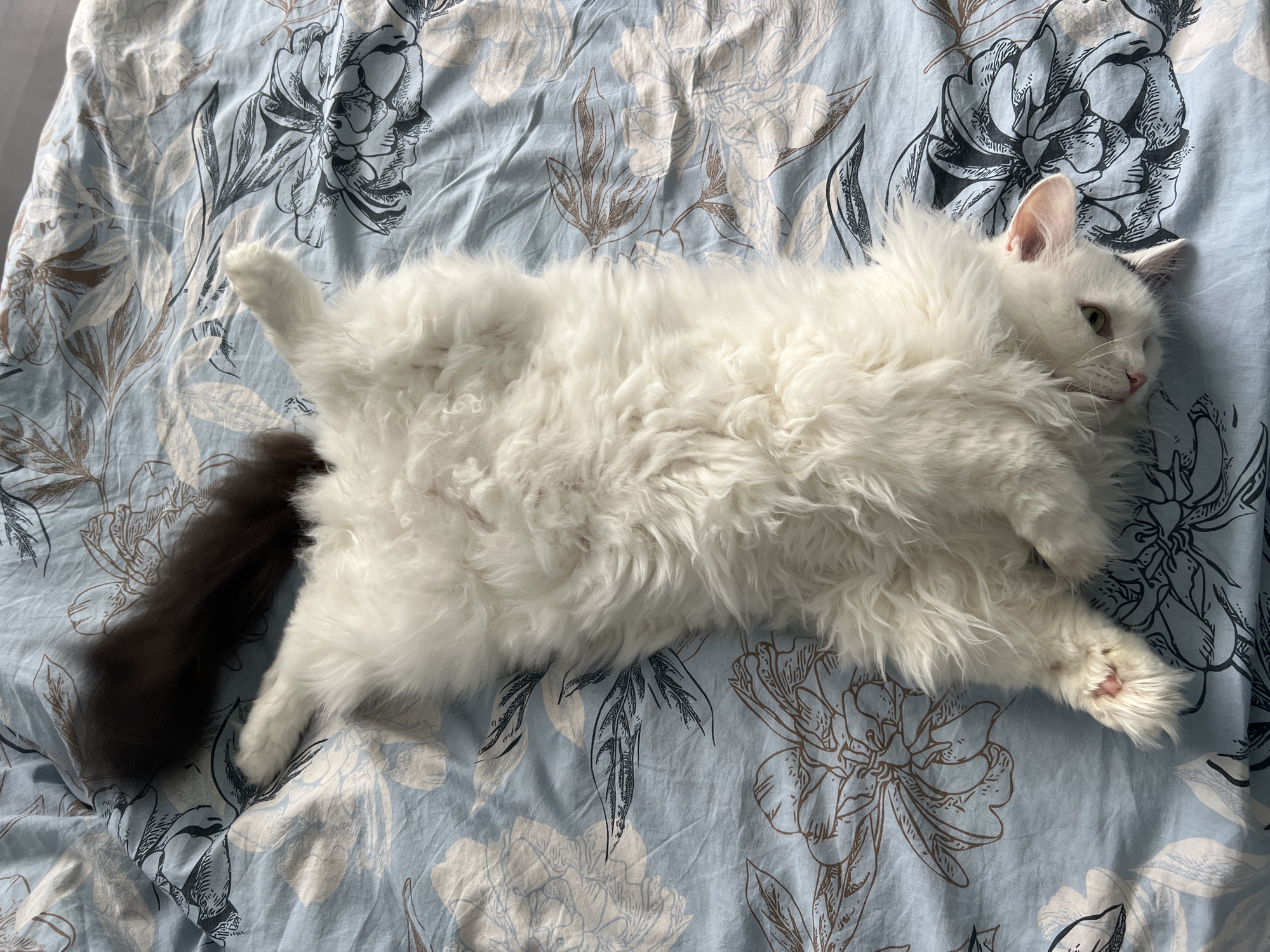 A long-haired white cat with a black tail is lying on a light blue floral patterned bedspread. The cat is positioned diagonally across the frame, with its head towards the upper right and its tail towards the lower left. The cat is lying on its side with its legs extended. The background is a bedspread with a light blue floral pattern. The location is not discernible from the image content; therefore, providing its location in Vnukovo, Russia is not possible.