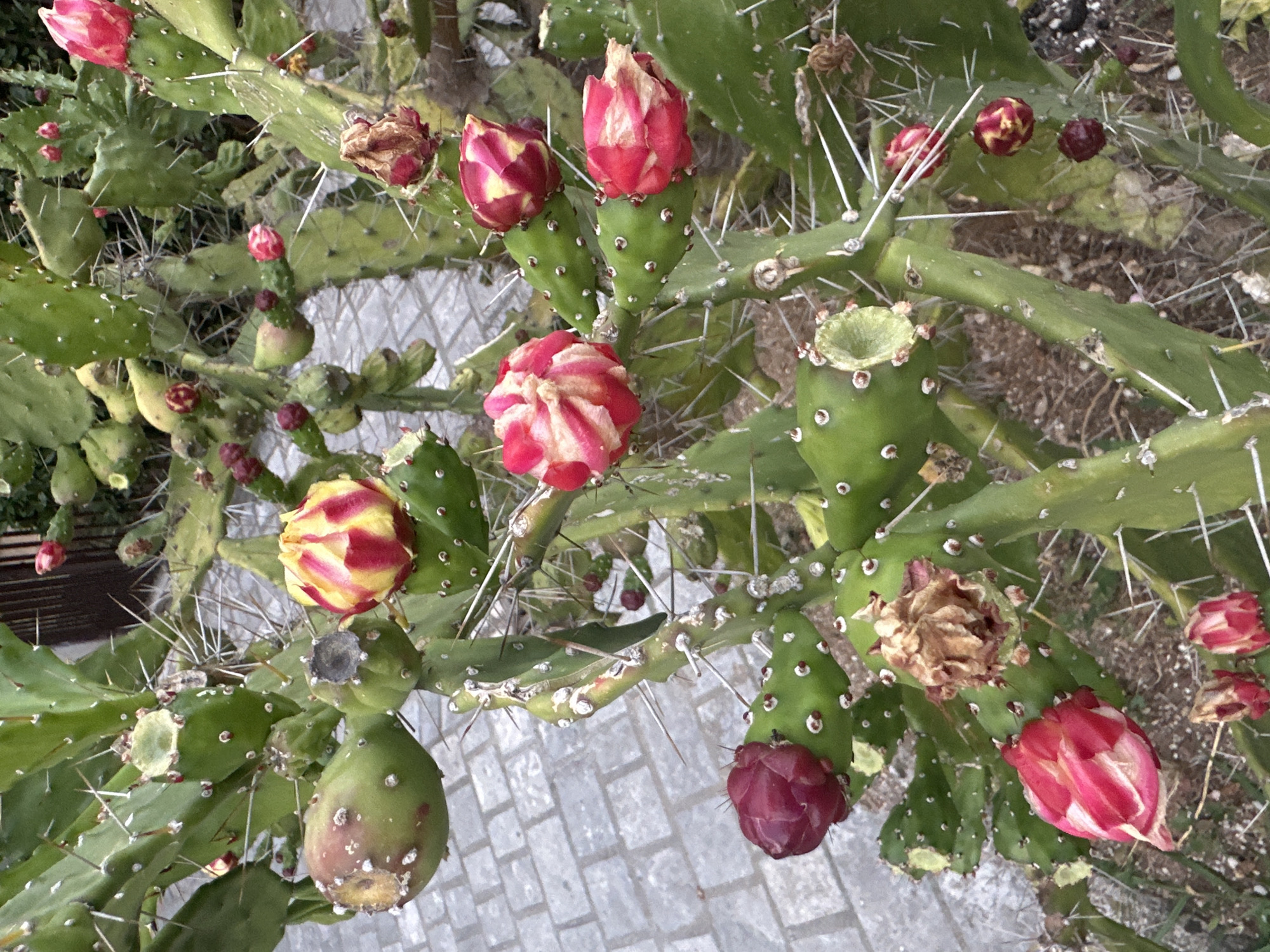 The image shows a close-up of a prickly pear cactus in Budva, Montenegro. The cactus has numerous green pads covered in sharp spines. Several flowers and buds are visible on the cactus. Some flowers are fully bloomed, showcasing vibrant pink and yellow petals. Others are in various stages of development, from tightly closed buds to partially open blossoms. Some dried, brown remnants of past flowers or fruits are also present. The background consists of a paved walkway made of greyish cobblestones and some greenery and fencing. The lighting suggests it is daytime. There are no people or animals in the image.