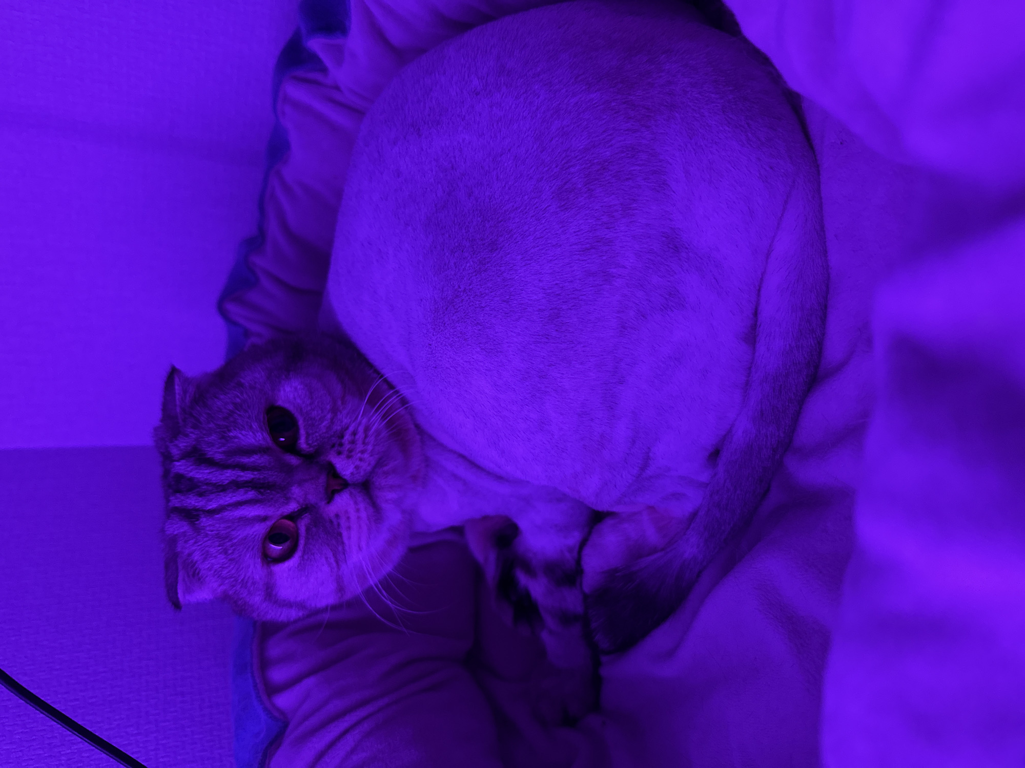 A close-up shot presents a curled-up cat, predominantly under a strong violet light that tints all elements. The cat's head, adorned with stripes, is positioned on the lower left side of the frame, exhibiting its facial features, including eyes and whiskers. The body of the cat forms a curved shape from the center to the right side, with its tail tucked around. The cat is situated on what seems to be a soft, cushioned surface, also enveloped in the violet hue, suggesting a cozy or resting environment. A cable is visible near the bottom left corner. The location is unknown.