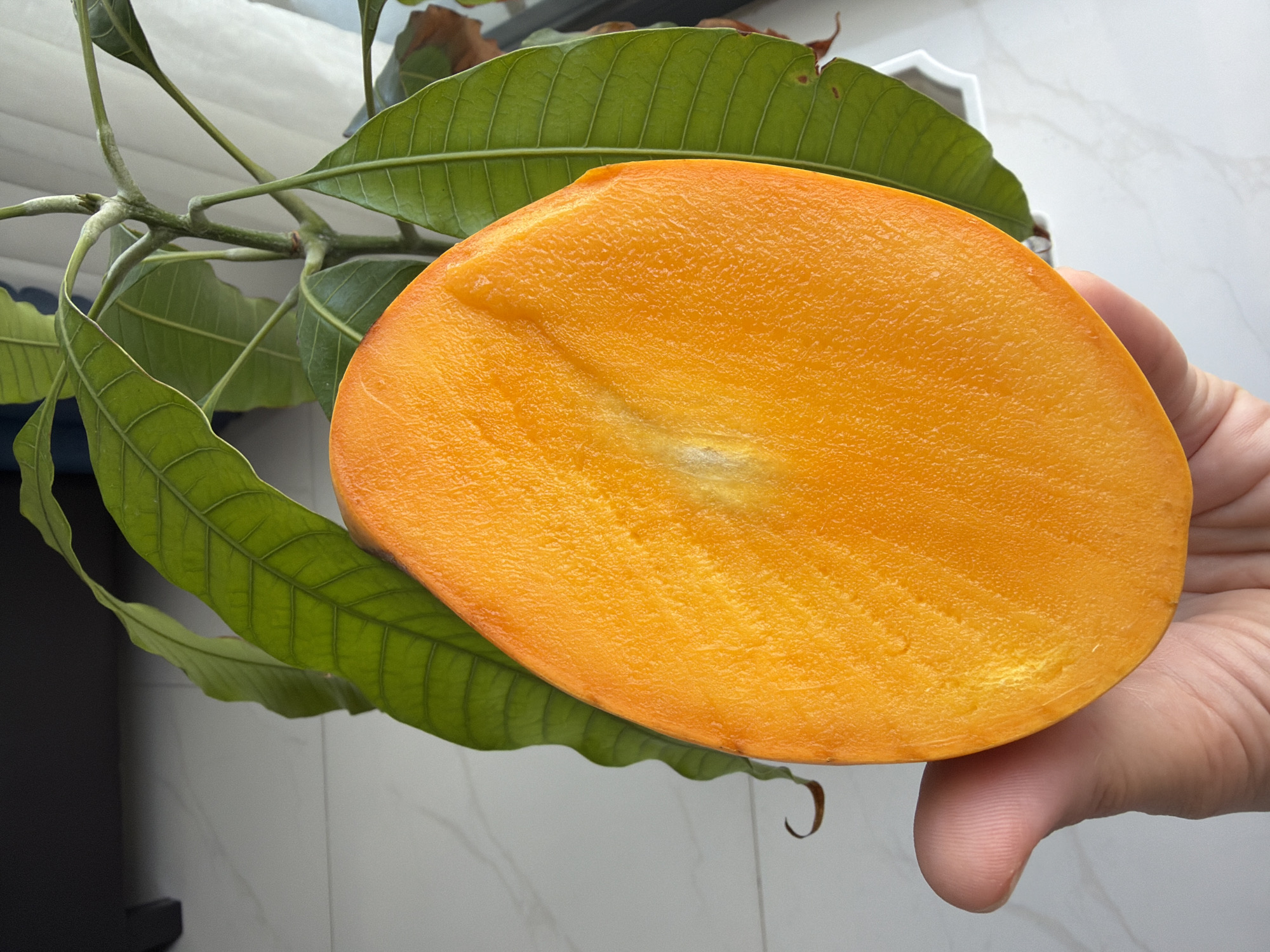 A close-up, eye-level shot shows a person's hand holding a halved, ripe mango. The mango's flesh is a vibrant orange color, and the cut surface is smooth, revealing the texture of the fruit. A small, white seed is visible near the center of the cut. Behind the mango, the green leaves and stem of a mango tree are visible. The background is a light-colored, tiled floor, and a white pot is partially visible. A curtain is visible in the upper right corner, suggesting an indoor setting near a window. The lighting suggests it is daytime. The image is taken from a perspective that could be at a home or a small agricultural plot in Nha Trang, Vietnam, given the presence of the mango tree and its fruit.