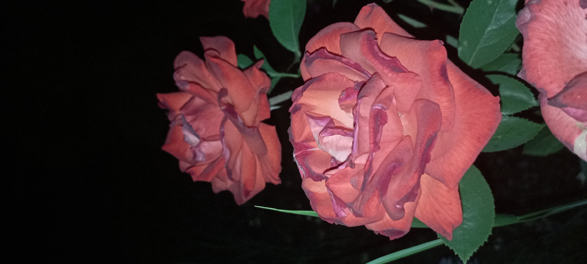 Two red roses are blooming at night in Radisne, Ukraine. The roses are in focus, with the background and other elements blurred. The lighting is dim, suggesting it is dark outside. The roses are vibrant in color, with deep red and pink hues. Their petals are curled and layered, showcasing their delicate beauty. Green leaves are visible around the roses, adding to the natural setting. The scene is serene and peaceful, capturing the essence of a blooming garden at night.