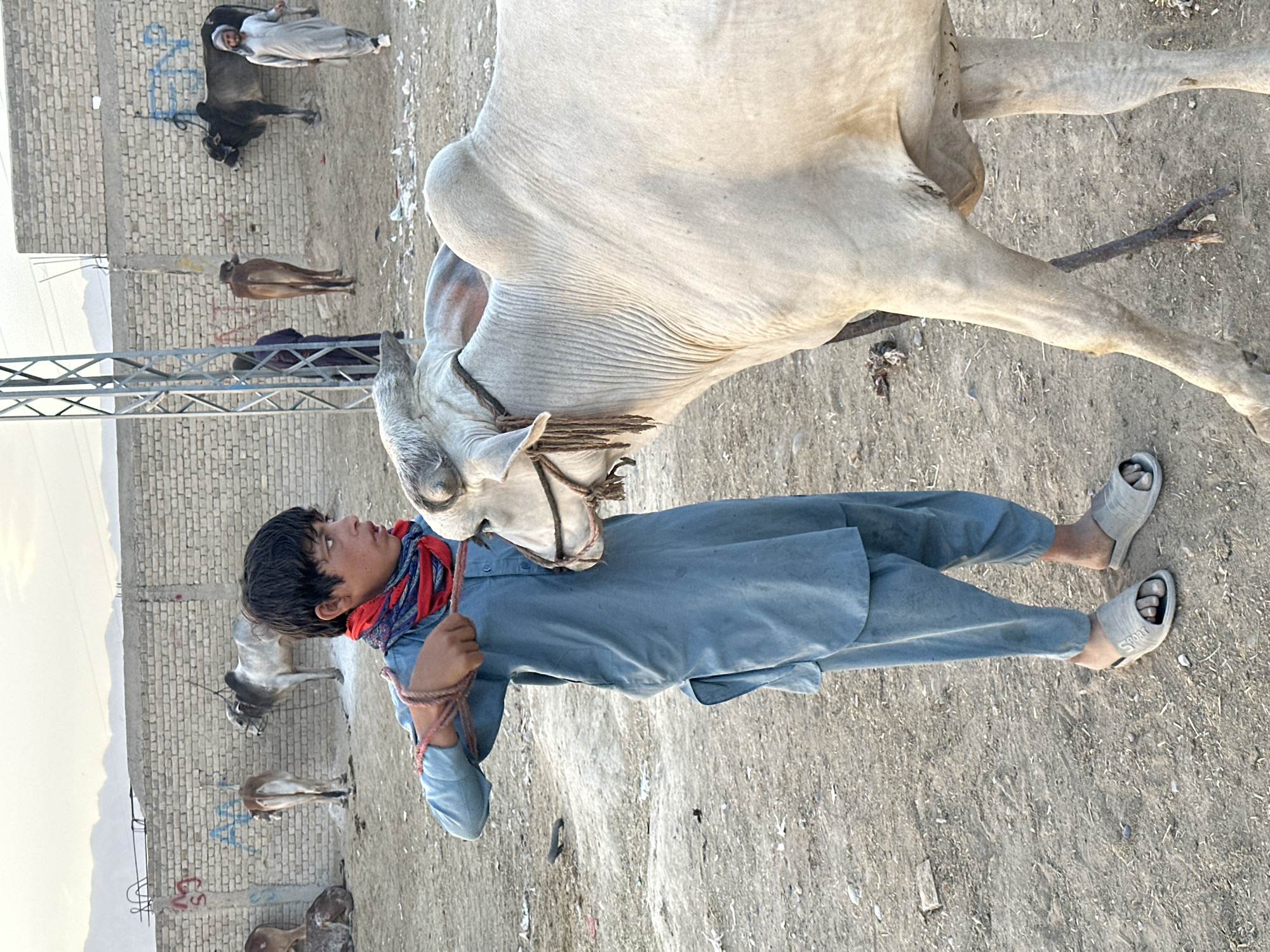 A young man in Quetta City Tehsil, Pakistan, wearing a blue shalwar kameez, a red and blue scarf, and white sandals, holds a rope attached to a large, light-colored bull. The bull's head is near the man's face. In the background are several other cows, a brick wall with graffiti, a metal utility pole, and another man. The ground is dusty and barren. The lighting suggests it is daytime.