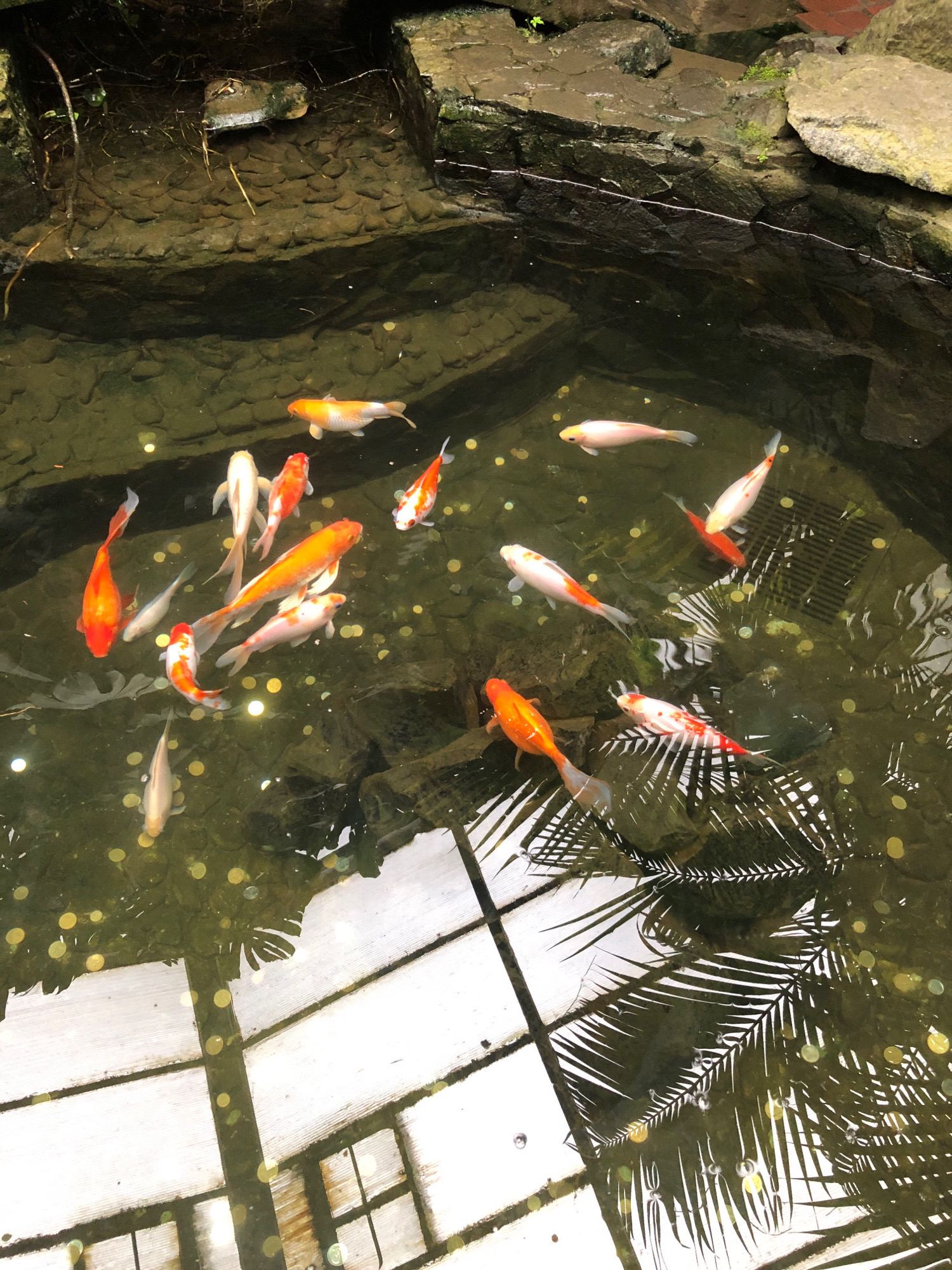 The image shows a koi pond filled with several koi fish, some of which are orange and white, and others are white or pale orange. Coins are visible at the bottom of the pond. The pond is surrounded by rocks and has some aquatic plants. The reflection of palm fronds and a white structure, possibly a walkway or roof, is visible on the surface of the water. There are no people visible in the image. This scene could be found in a park or garden in Lviv, Ukraine.