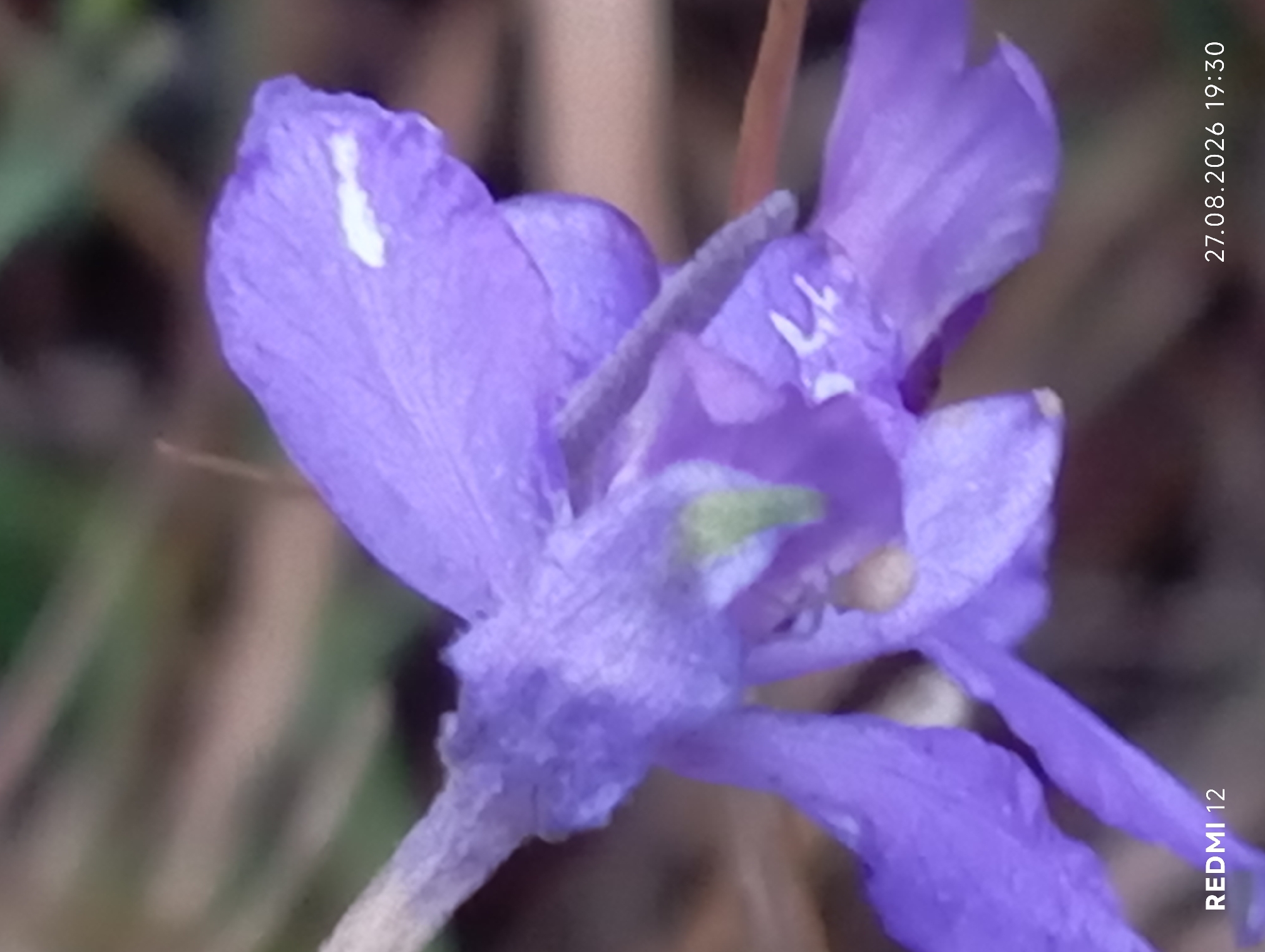 A close-up, macro photograph focuses on a delicate purple flower with a light green stamen. The flower's petals are elongated and curved, with a faint white marking on one of the upper petals. The background is blurred, suggesting an outdoor environment with hints of brown and green foliage. Text overlays in the lower left and right corners indicate "REDMI 12" and "27.08.2026 19:30" respectively. The image provides no discernible information about the city of Smila, Ukraine.