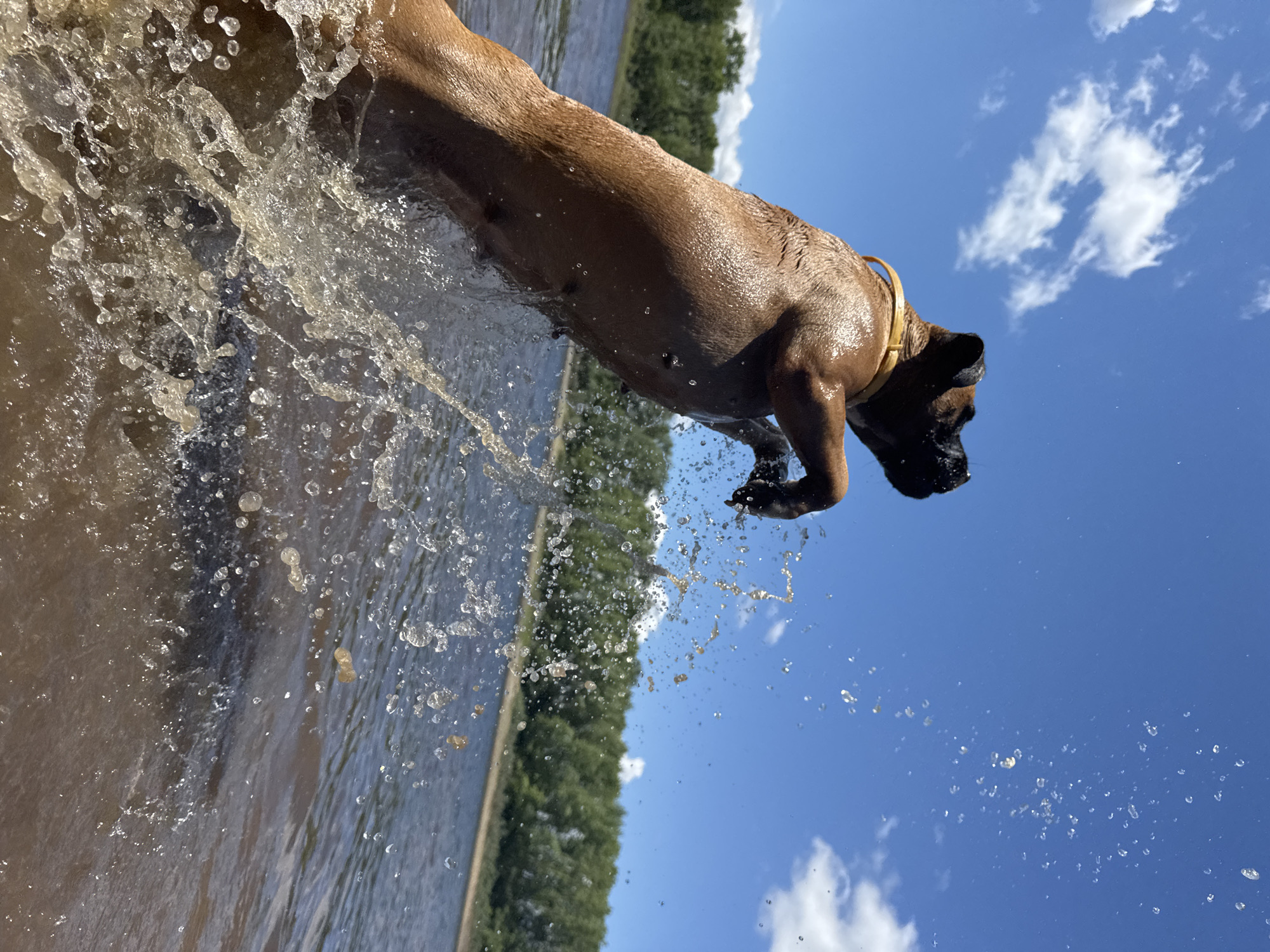 A medium-sized brown dog with a yellow collar is in mid-air, jumping out of the water. Water droplets are suspended in the air around the dog, indicating movement. The dog is silhouetted against a bright blue sky with scattered white clouds. In the background, a body of water is visible, with a tree-lined shore in the distance. The scene appears to be a natural outdoor setting, likely a lake or river, during daylight hours. This image does not contain any identifiable landmarks or clues that would allow for its specific location within the city of Chaikovsky, Russia.