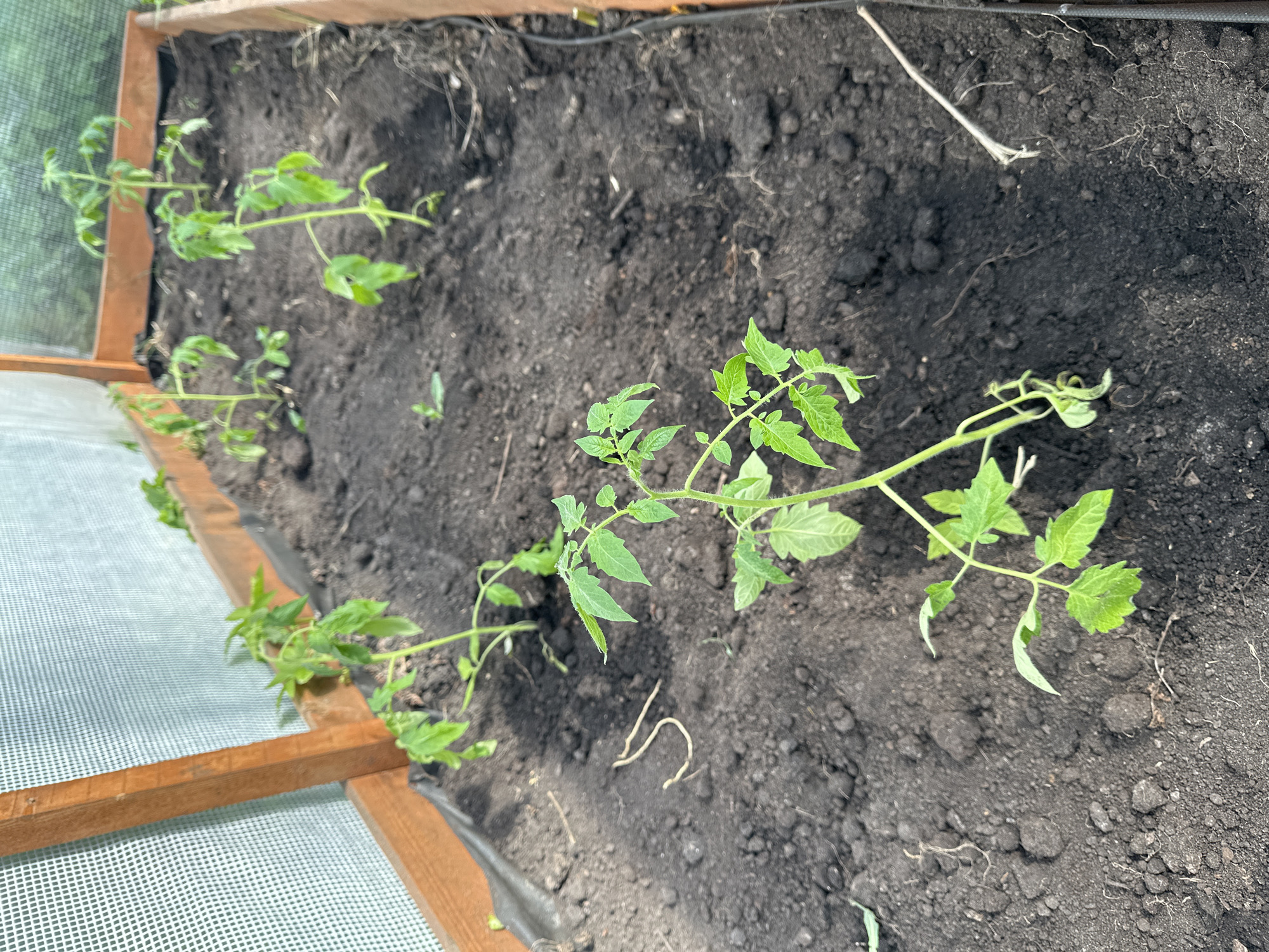 A raised garden bed in Nizhny Novgorod, Russia, contains a row of young tomato plants. The plants are green and leafy, and appear to be newly planted in dark, rich soil. A wooden frame surrounds the bed, and white netting is visible on the side, suggesting the bed is enclosed to protect the plants. A black irrigation tube lies along the back of the bed.