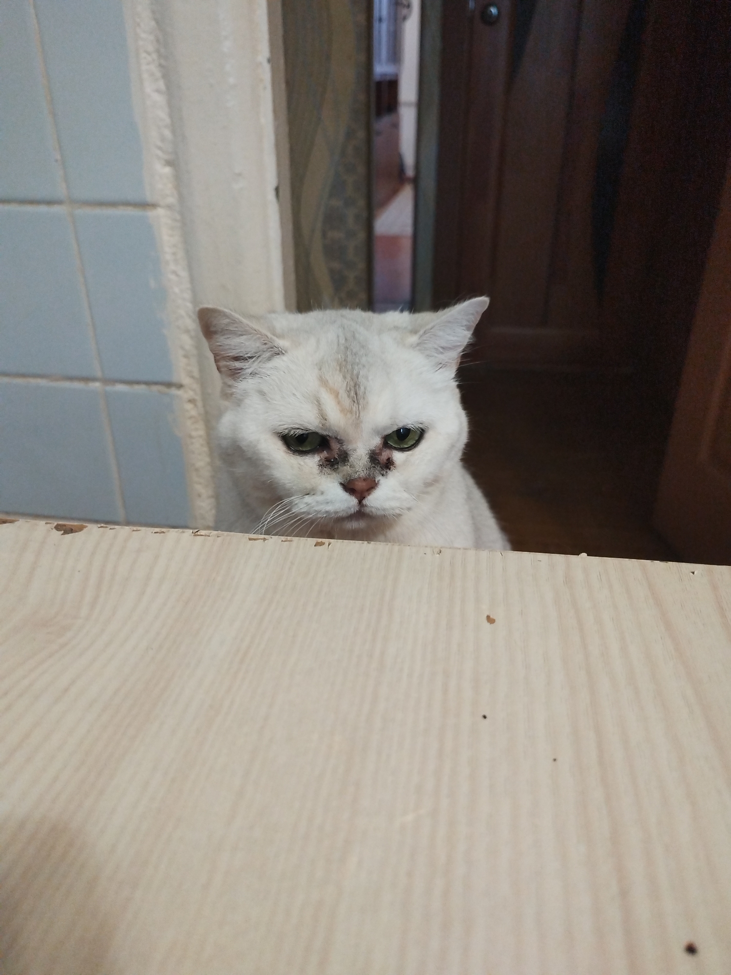 A close-up shot of a light gray cat with green eyes is captured from a low angle, as if the cat is peering over a wooden surface. The cat's head is tilted slightly, and its expression appears somewhat wary or displeased. The cat's fur is short and sleek, with subtle darker markings around its eyes and nose, possibly indicating dirt or a minor skin irritation. Its ears are perked forward, suggesting alertness.
The background is dimly lit and out of focus, hinting at an indoor environment. To the left of the cat, a light blue tiled wall is visible, with a vertical white textured pillar. To the right, dark wooden doors or furniture create a shadowy contrast. The foreground is dominated by a light-colored wooden surface with a visible grain, which appears to be a tabletop or shelf. The lighting is natural, coming from the front, casting subtle shadows on the cat's face. The overall impression is one of quiet observation, with the cat as the sole subject of interest.