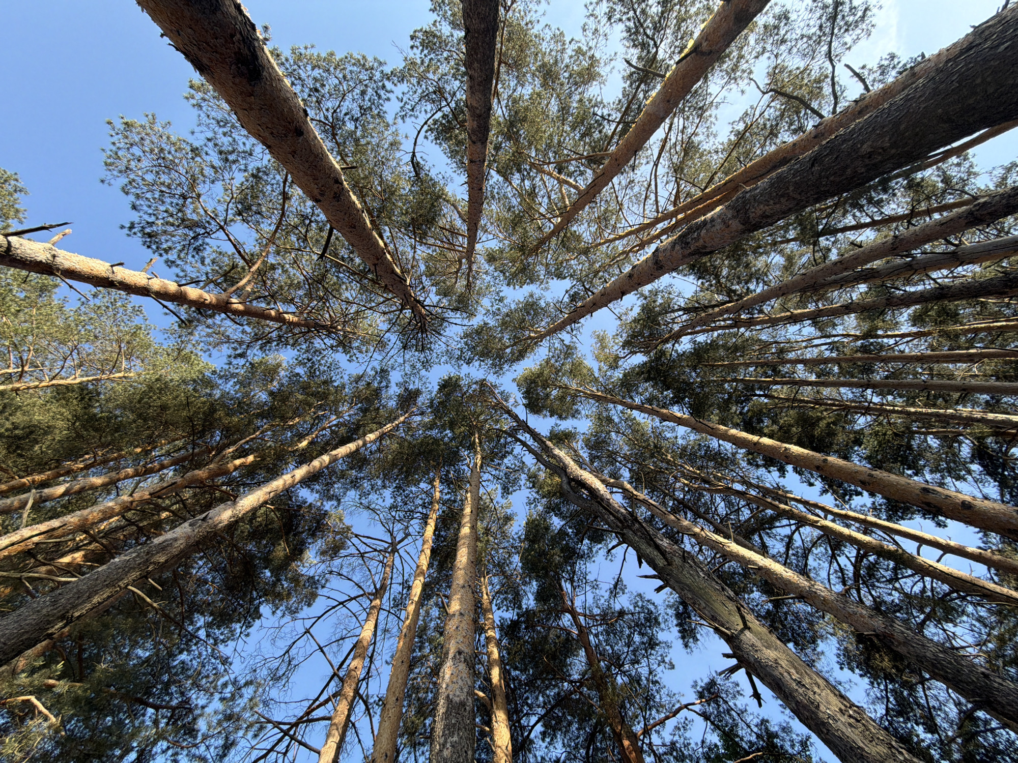 The image shows a view looking directly upwards into a dense forest, likely of pine trees based on the bark and needle-like leaves. The tree trunks are a light brown and appear to converge towards the center of the frame due to the perspective. The branches are sparsely populated with green needles. The sky is visible in the gaps between the trees and is a clear blue. The location is Chaikovsky, Russia. The image depicts an outdoor scene in a forest setting. There are no people visible.